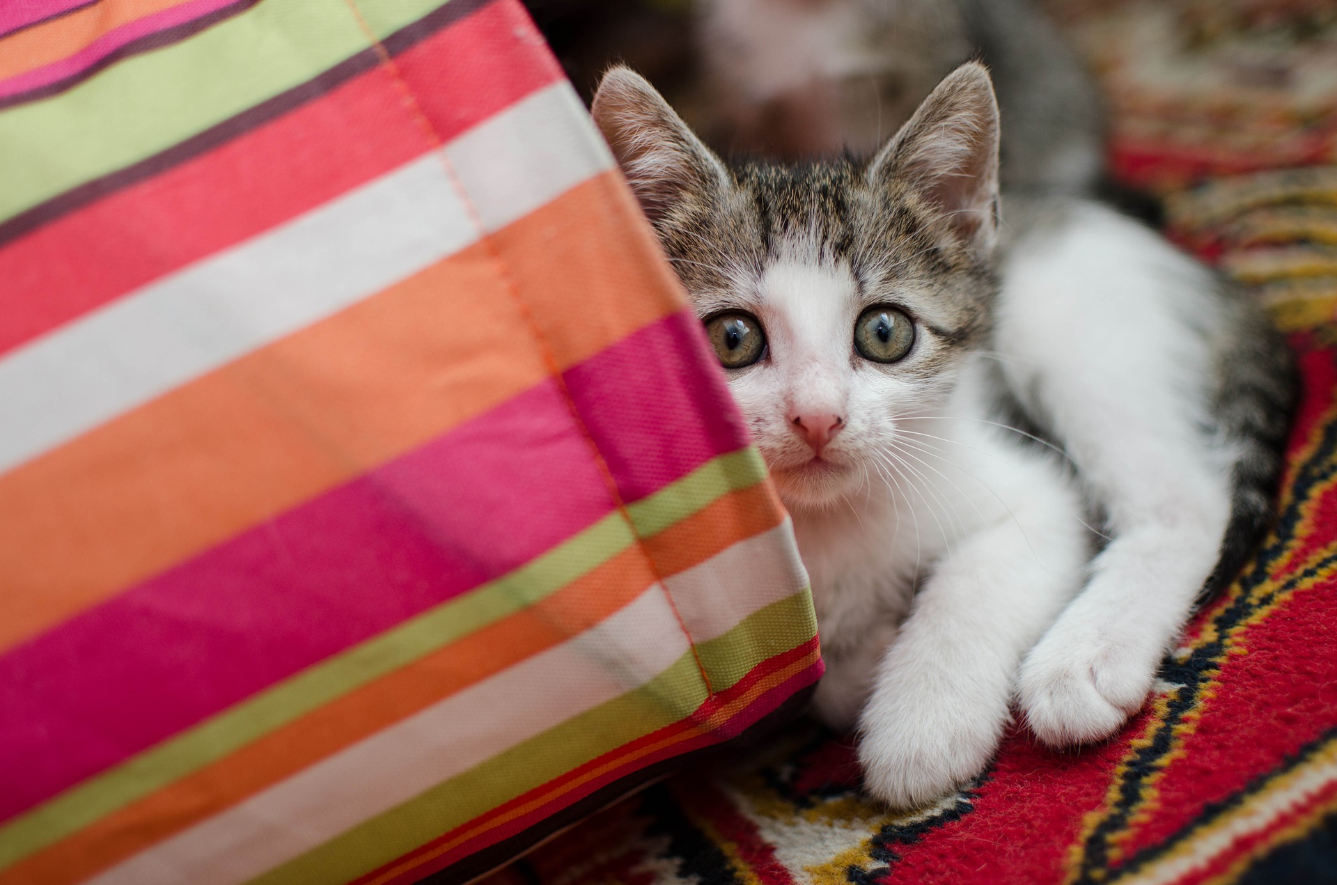 Bevor das kleine Kätzchen zu Hause ankommt, müssen Sie sich auf seine Ankunft vorbereiten. Es ist notwendig, die Katzenausstattung zu vervollständigen.
