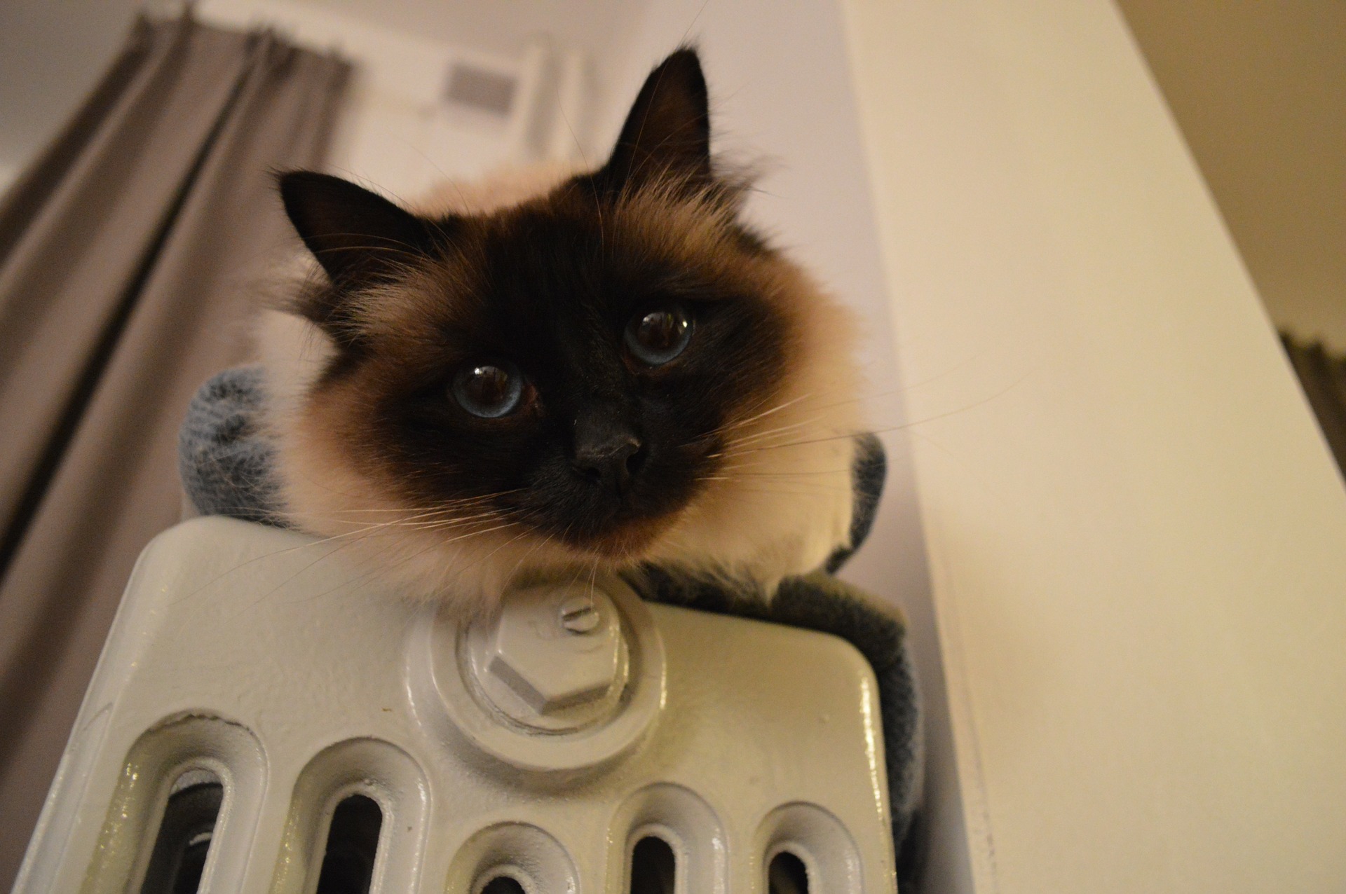 Birmakatze ist auch als heilige Katze bekannt. Sie ist sehr gesellig, aber auch ängstlich.