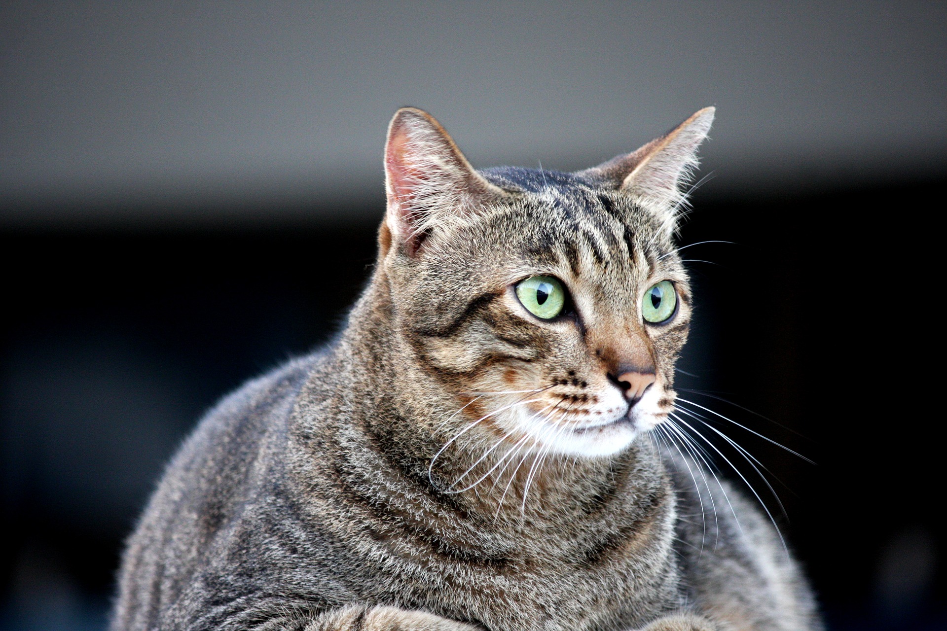 Fettleibigkeit bei Katzen beginnt, wenn ihr normales Körpergewicht um 15 - 20% zunimmt.