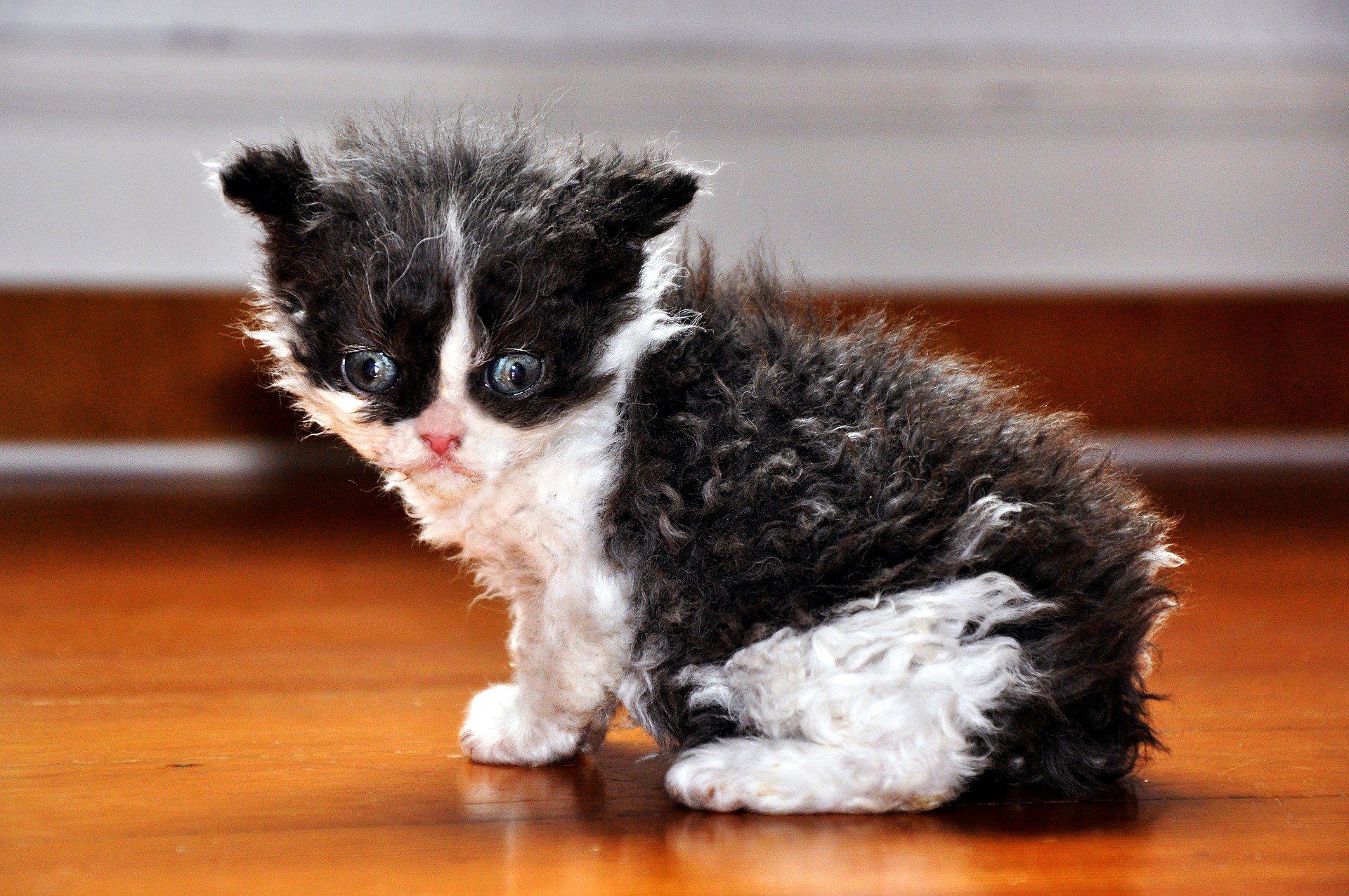 Devon Rex ist ein verspielter Kater mit viel Energie