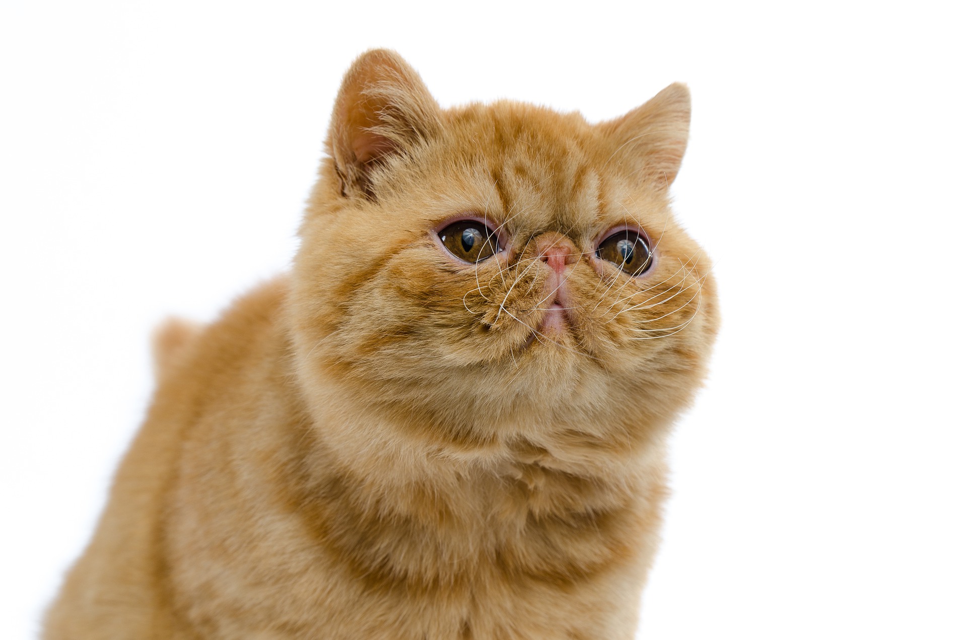 Exotische Katzen sind eine ziemlich junge Rasse, die in den 1960er Jahren geschaffen wurde.