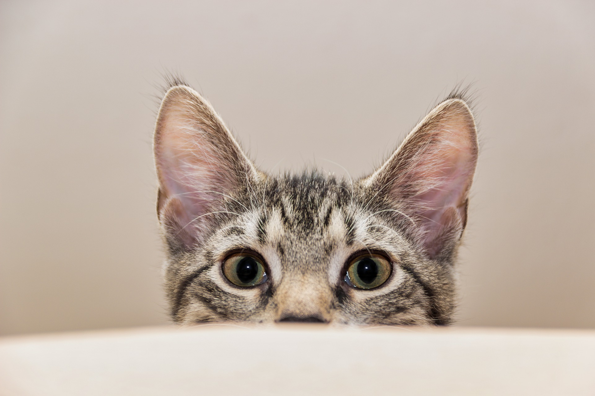 Blasenentzündung bei Katzen tritt neben Krebs und Fettleibigkeit immer häufiger auf. Sie gilt als Zivilisationskrankheit und wird durch eine schlechte Ernährung der Katzen und zu wenig Bewegung beeinflusst.