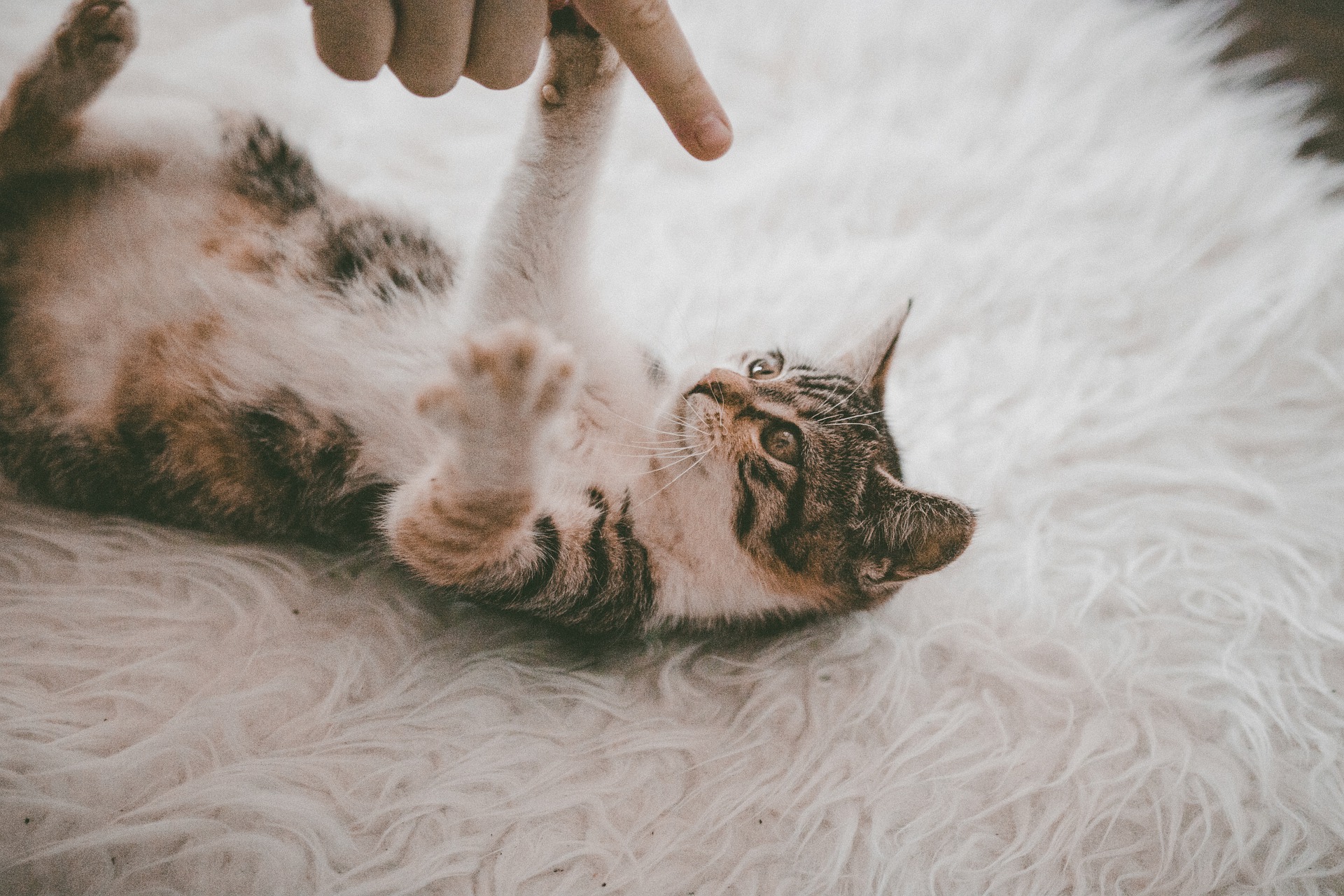 Katzen miauen vor allem in der Interaktion mit Menschen. Bei anderen Tieren verwenden sie eher andere Signale als das Miauen.