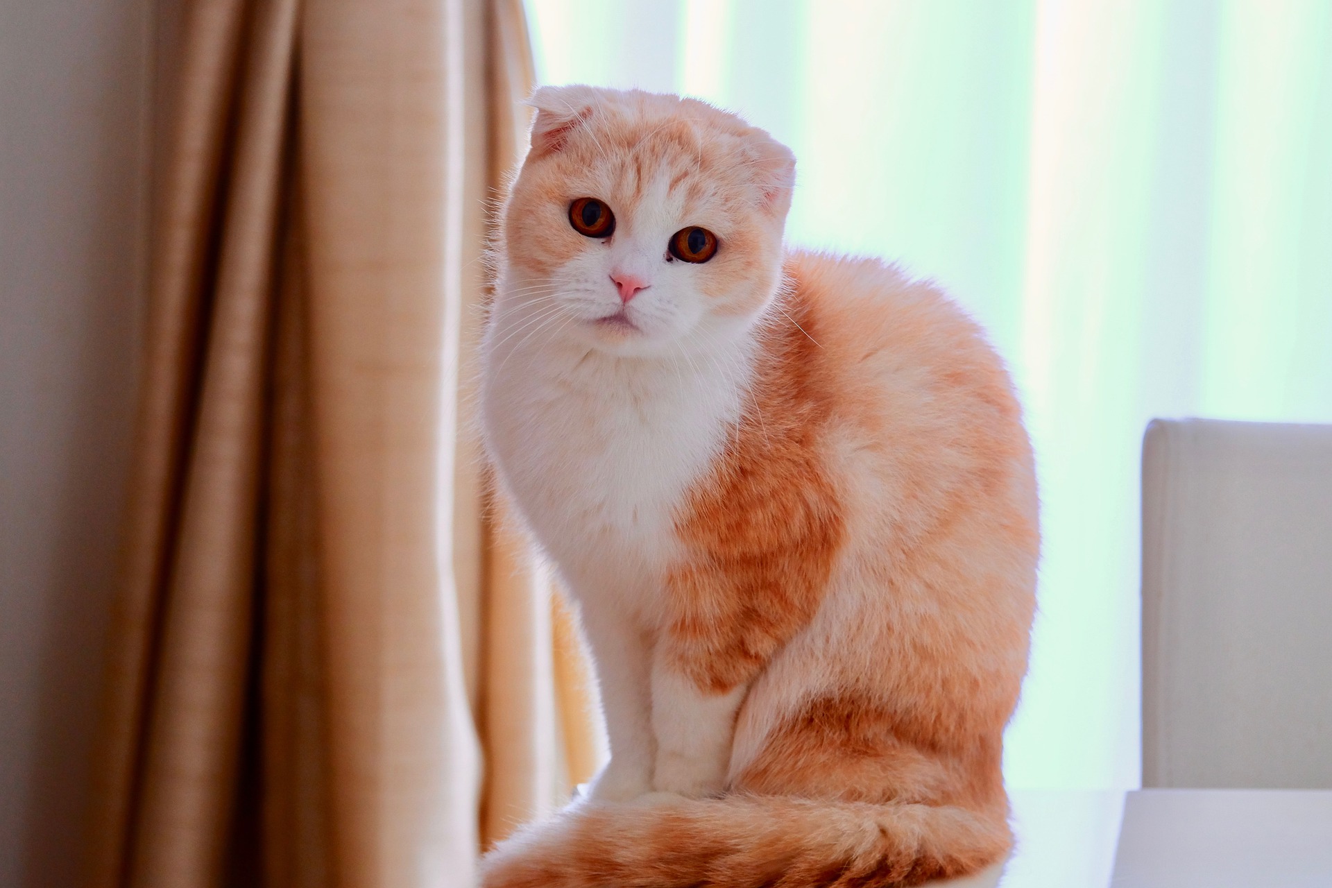 Die Falzkatze ist sehr sozial und intelligent. Er mag Liebkosungen, aber auch Zeit zum Faulenzen.