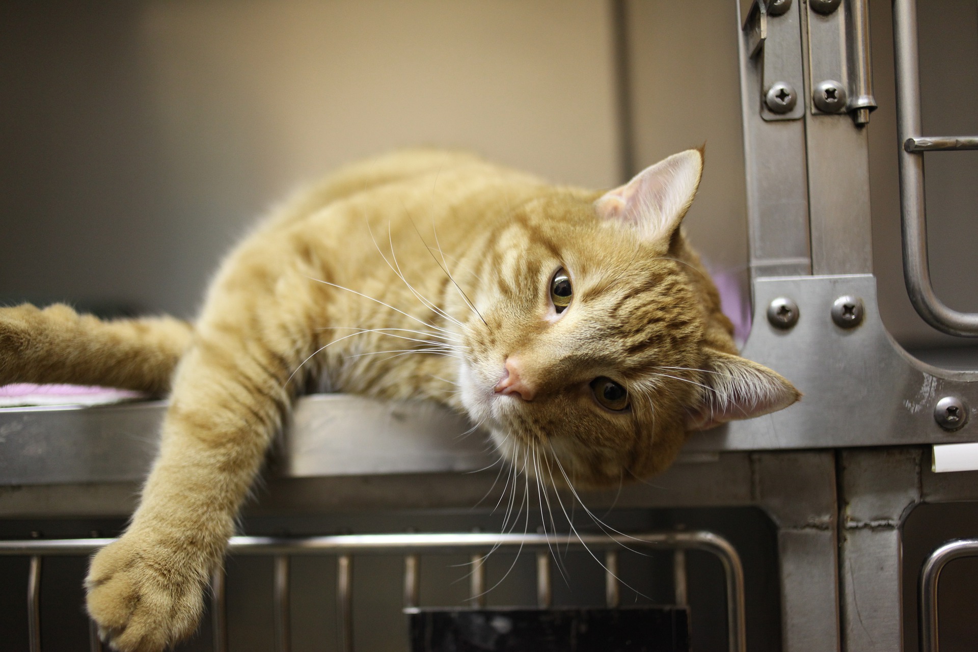 Es wird empfohlen, Katzen gegen Enteritis (Panleukopenie), Katzenkatarrh (Calicivirus, Herpesvirus), Pharyngitis und Laryngitis (Rhinotracheitis) zu impfen.