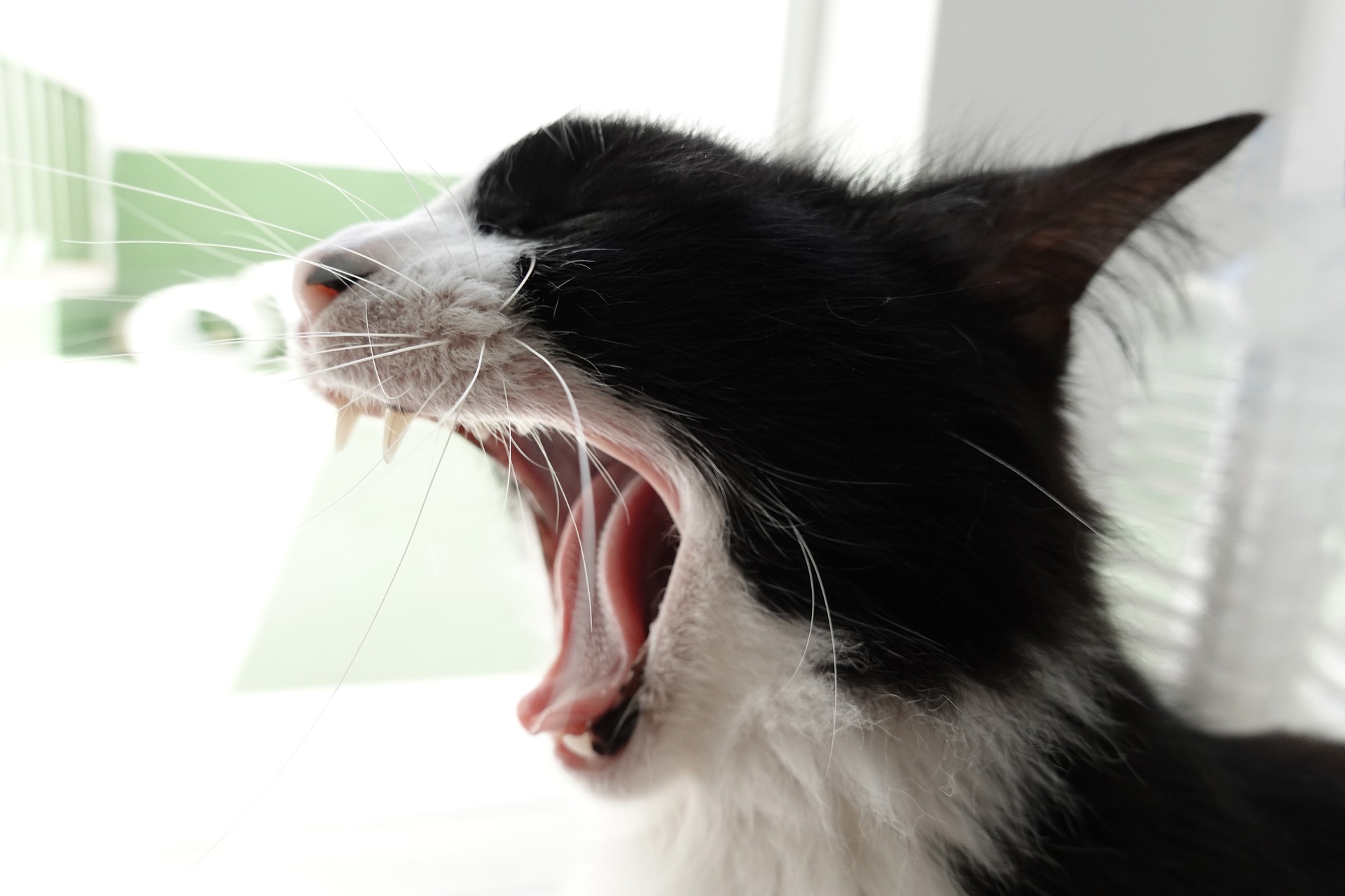 Zahnfleischerkrankungen betreffen ungefähr 75% der Katzen nach dem dritten Lebensjahr. Diese Beschwerden können verschiedene Ursachen haben und die Pflegekraft kann ihre Entwicklung nicht in allen Fällen verhindern.