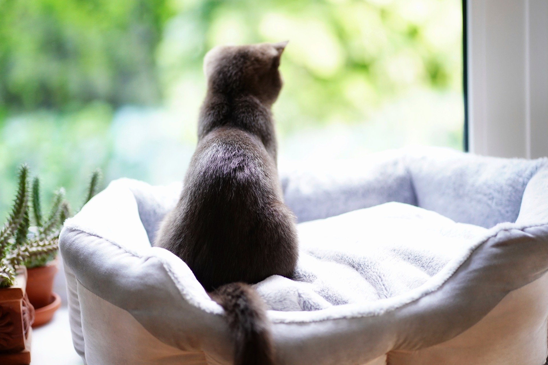 Erbrechen bei einer Katze ist oft ein Symptom für eine Erkrankung, bei der die von der Katze aufgenommenen Haare im Verdauungstrakt zu Haarballen verklumpen. Wenn die Katze versucht, die verklumpten Haare aus dem Verdauungssystem zu entfernen, erbricht sie - zunächst mit dem Futter oder Speichel, dann mit den Haaren.