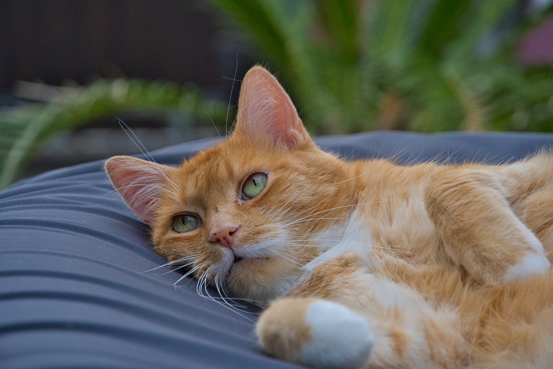 Man schätzt, dass etwa 20 Prozent der Hauskatzen von Lymphomen betroffen sind, daher sollten Symptome, die auf ein Lymphom hinweisen, nicht unterschätzt werden. Auch die Vorbeugung ist sehr wichtig: eine gesunde, artgerechte Ernährung, Bewegung und so wenig Stress wie möglich.