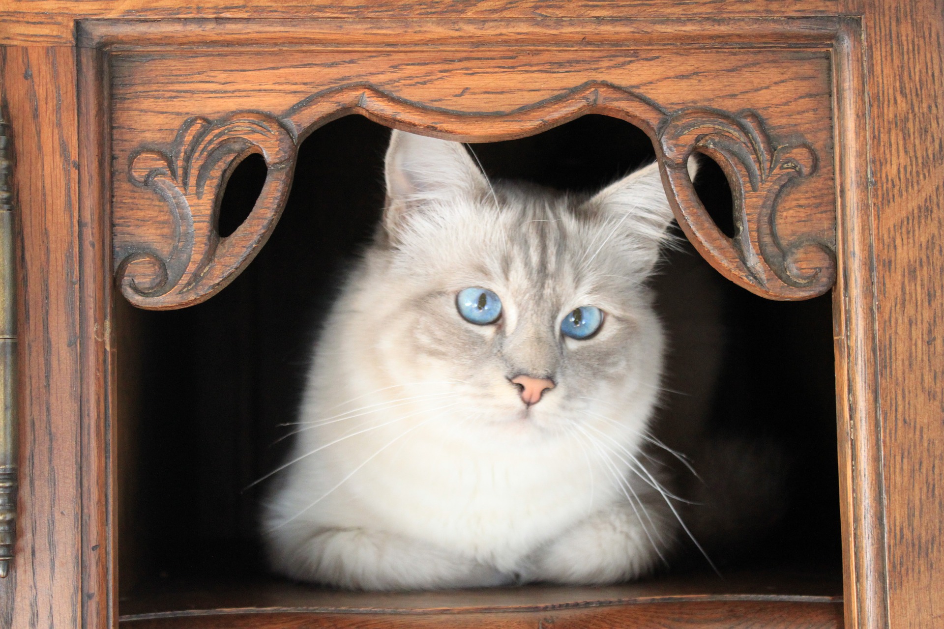 Birmakatzen sind häufig von Schielen und anderen Augenkrankheiten betroffen.
