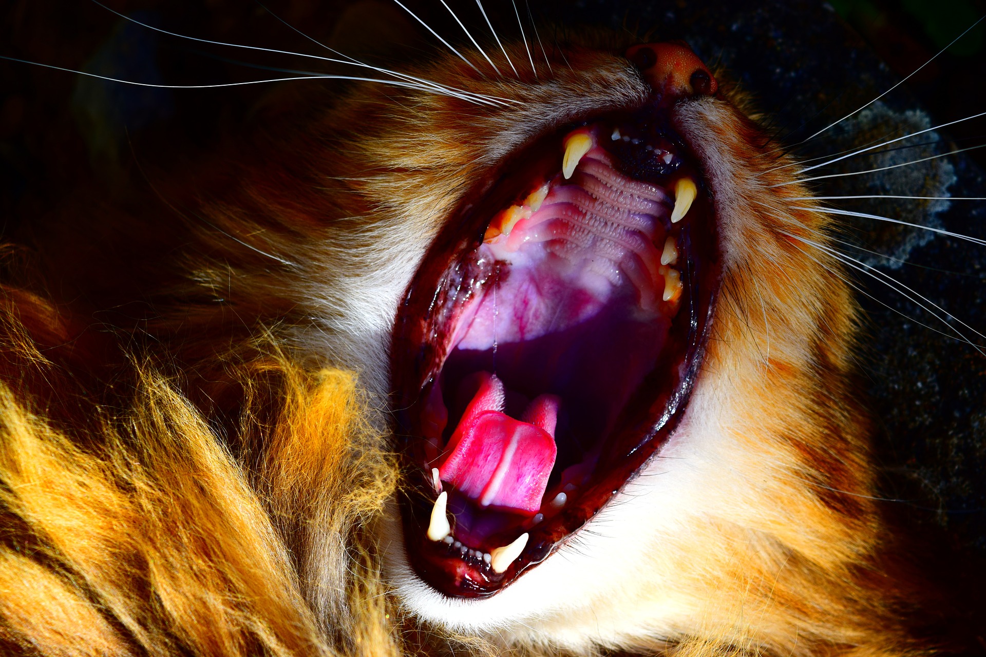 Um Gingivitis bei Ihrer Katze zu verhindern, ist es am wichtigsten, auf die Mundhygiene zu achten und die richtige Ernährung sicherzustellen.