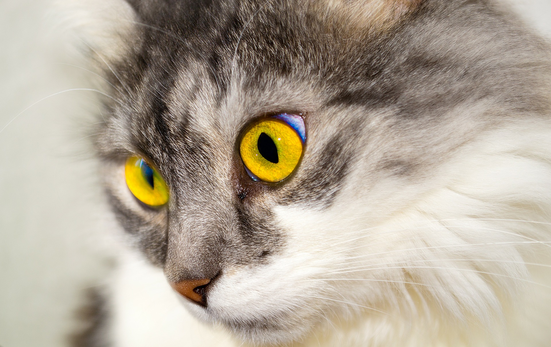 Ein äußerst wichtiger Rezeptor sind neben einem hervorragenden Geruchs- und Hörsinn auch Whisker, mit denen Vierbeiner den Weltraum aktiv erkunden können.
