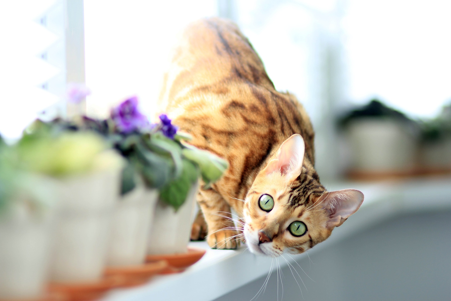Bengalkatzen sind eine sehr anspruchsvolle Rasse, sie brauchen viel Bewegung und Spielzeit. Sie eignen sich hervorragend für Spaziergänge, allerdings nur mit einer gut gewählten Leine und einem Geschirr.