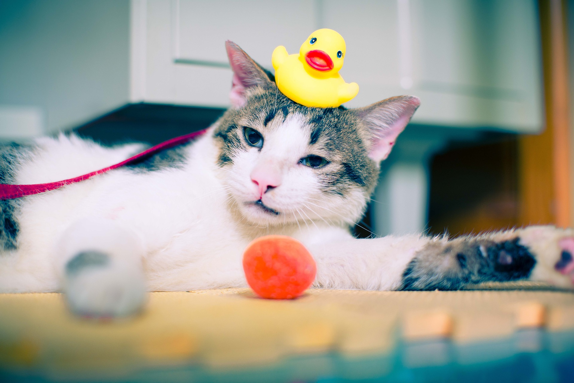 Das Baden einer Katze wird nur in Ausnahmesituationen empfohlen, bei Hautkrankheiten, Parasiten, d. H. Nach Empfehlung eines Tierarztes oder bei sehr starkem Schmutz nach dem Lecken, unter dem die Gesundheit der Katze leiden kann.