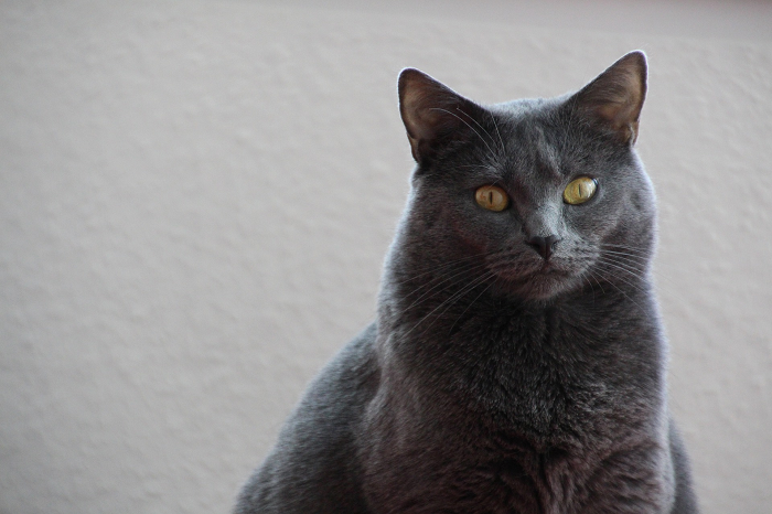 Die Kartäuserkatze hat eine große Statur und ein dickes Fell.