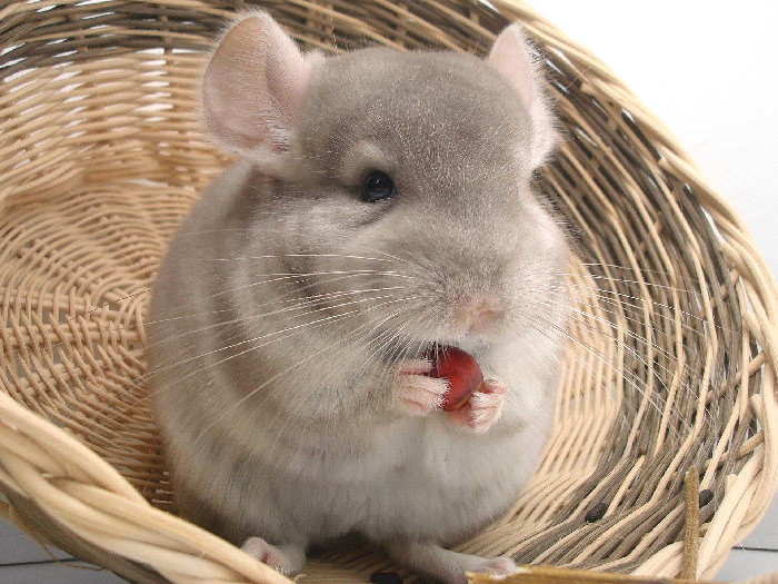 Chinchilla isst Obst.