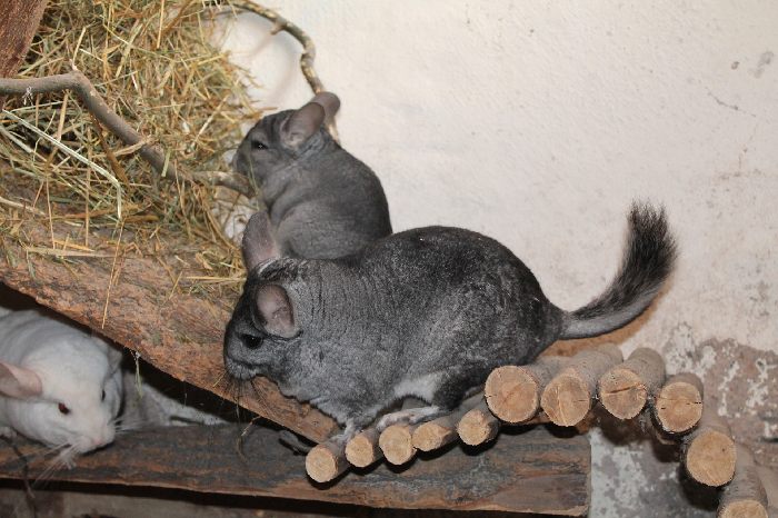 Zwei Chinchillas in einem Käfig.