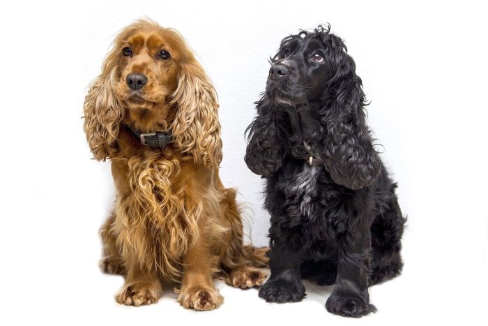 Zwei Cockerspaniels, einer braun und einer schwarz.