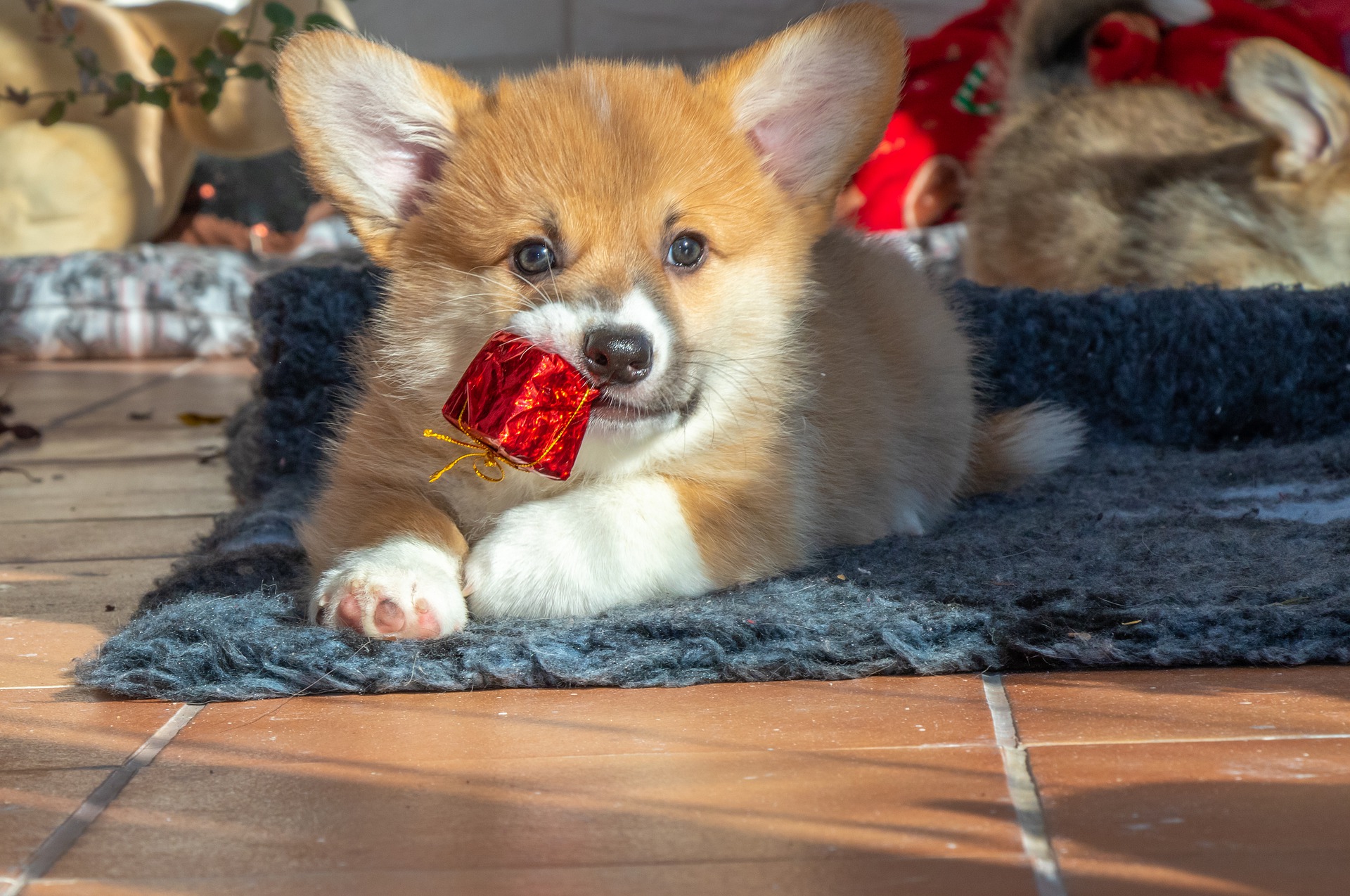 Eine Babyausstattung für einen Welpen sollte unabhängig von seiner Rasse Spielzeug enthalten - insbesondere Beißringe. Welpen haben eine schwierige Zeit, um ihre Zähne zu ersetzen. Während dieser Zeit fühlen sie, wie ihr Zahnfleisch juckt und manchmal schmerzhaft ist.