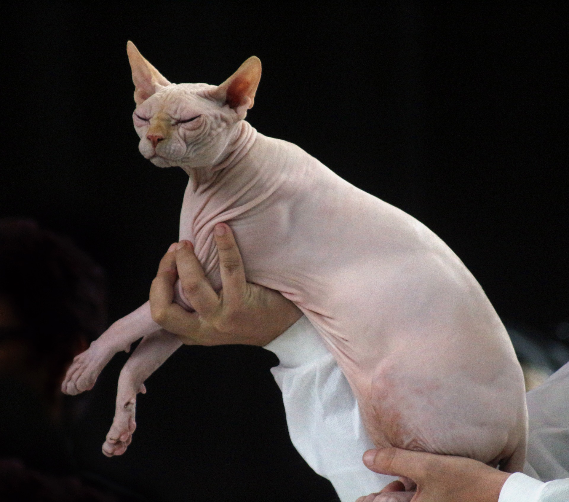 Ziel der Züchterarbeit ist es, gesunde und frei von genetischen Defekten Katzen auf die Welt zu bringen sowie die besten Katzen einer bestimmten Rasse.
