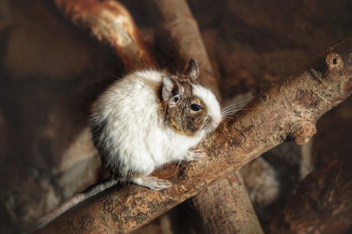 Degus auf einem Ast