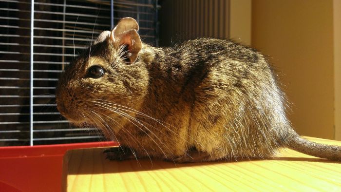 Degu im Käfig