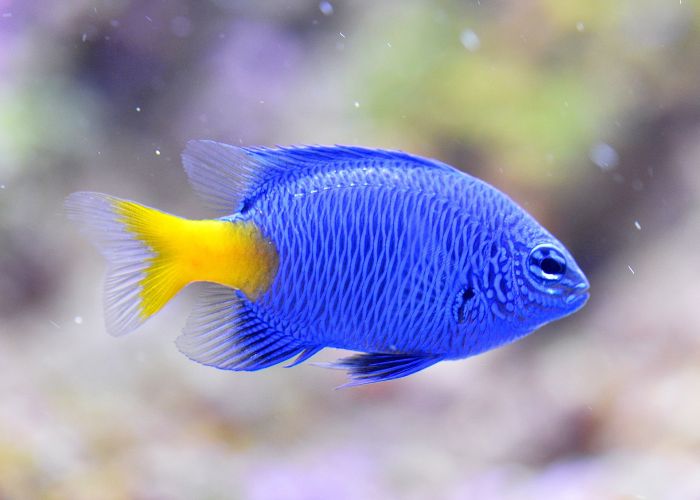 Fisch in einem Aquarium mit Trübes Wasser.