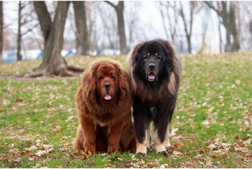 Zwei Tibetische Mastiffs 