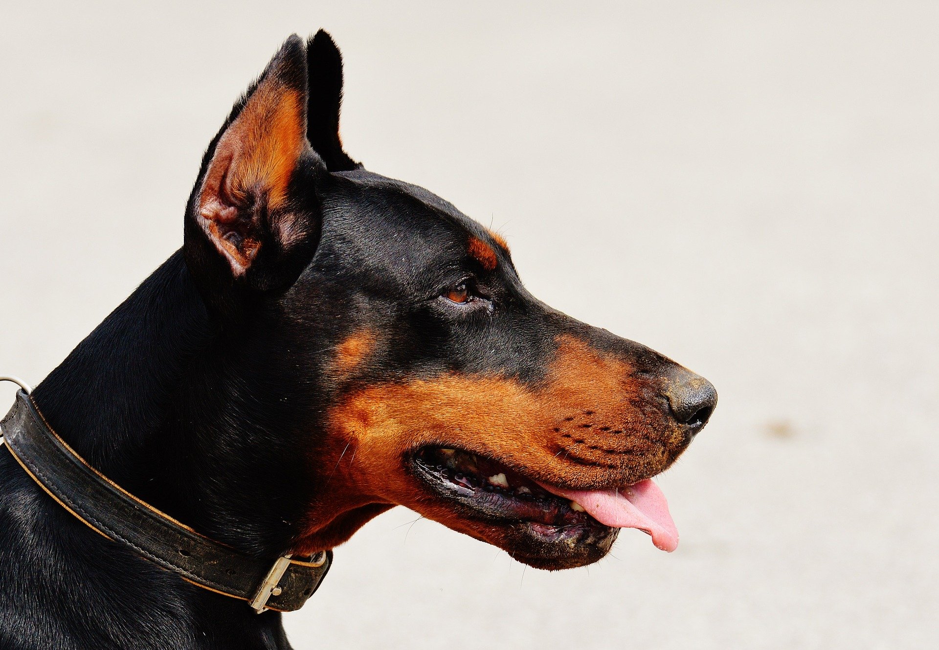 Früher war es üblich, die Ohren und die Rute des Dobermanns zu kontrollieren. Heute ist dieses Verfahren in vielen Ländern, auch in Deutschland, verboten.