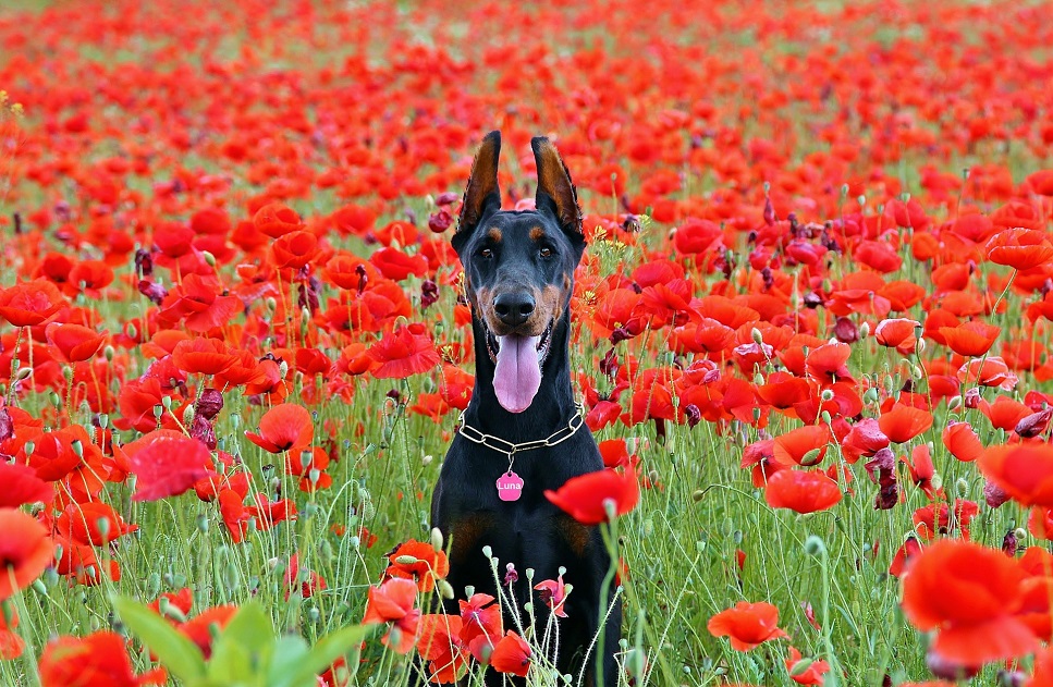 Schwarzer Dobermann