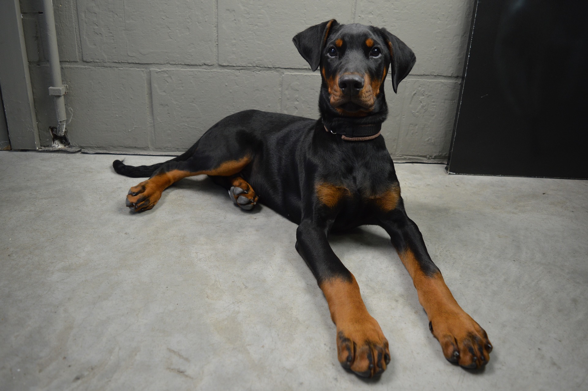 Dobermänner brauchen viel Aktivität, sowohl körperlich als auch geistig. Aktivitätsspiele und Hundesport sind eine gute Option.