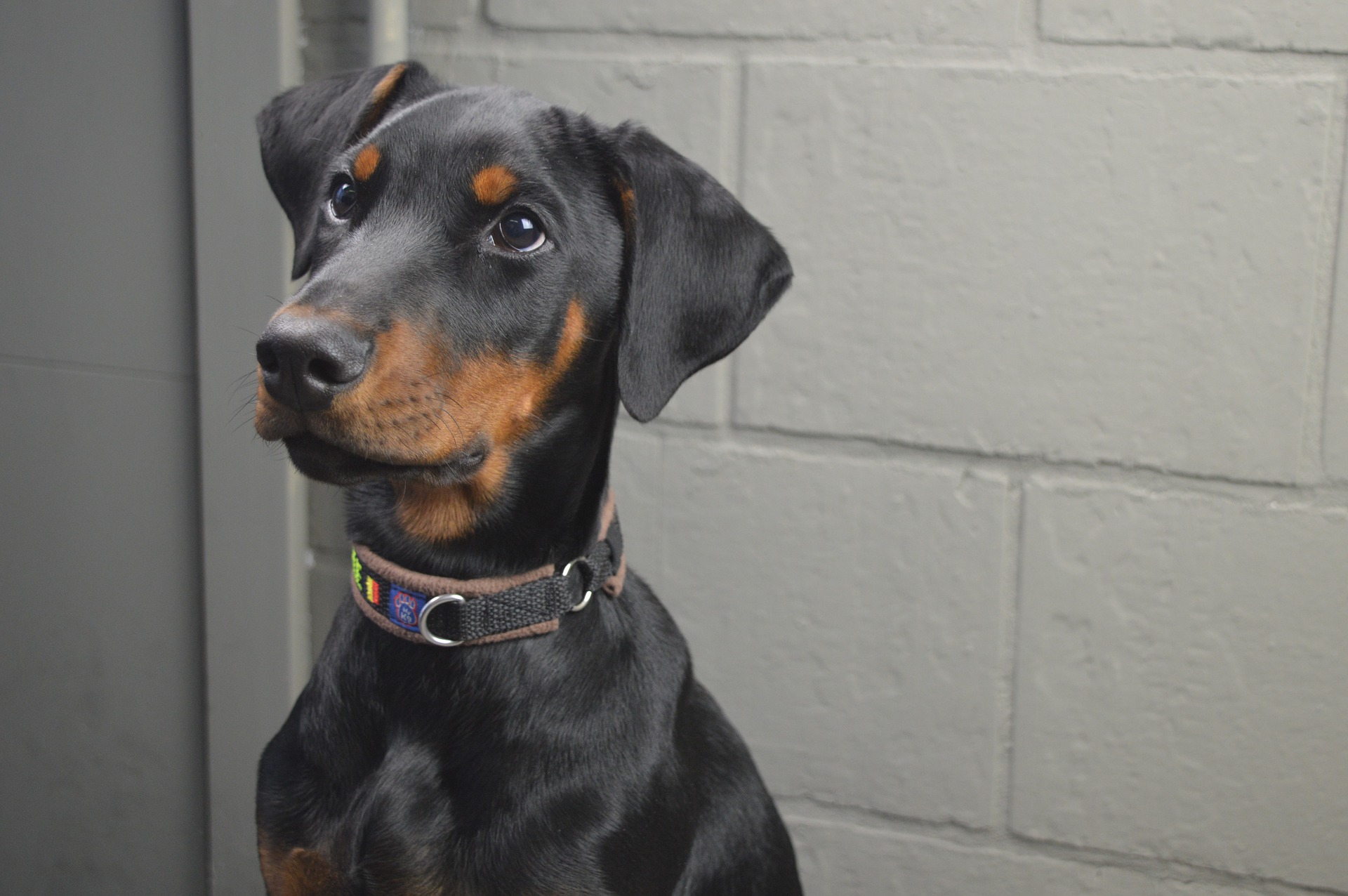 Als Wachhund hat der Dobermann einen sehr starken Abwehrinstinkt. Er muss schon in der Jugend richtig erzogen werden.