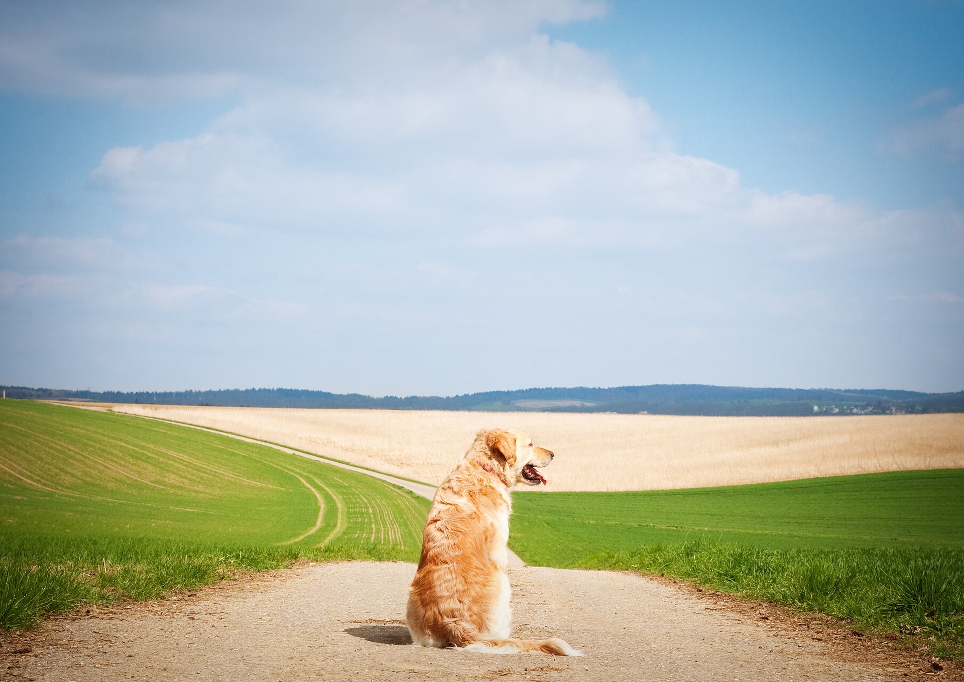 Hunde kühlen durch Keuchen ab und haben nur an einigen Stellen eine vernachlässigbare Menge an Schweißdrüsen, z. B. an den Fußpolstern. Daher ist es sehr wichtig, ihnen an heißen Tagen Schatten und viel Wasser zum Trinken zu geben.