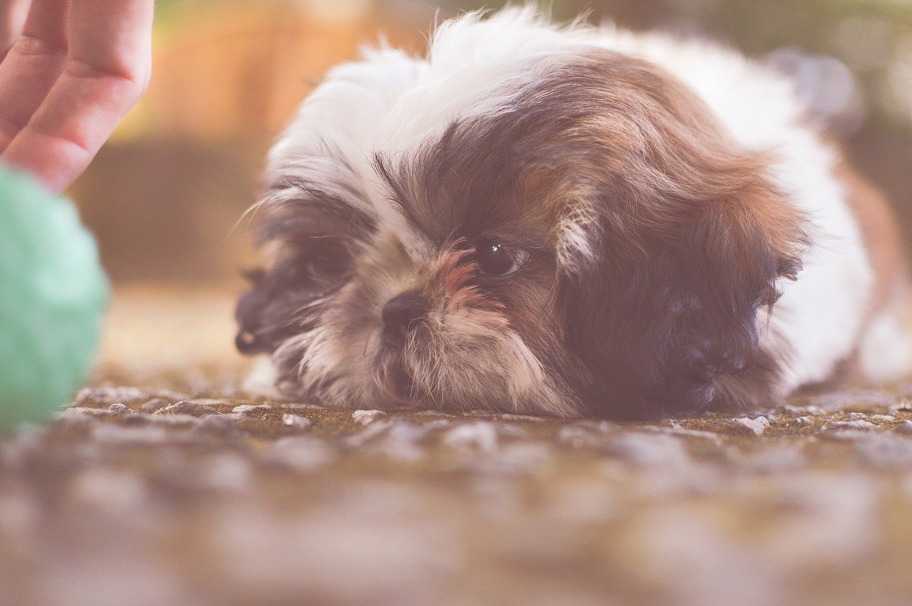 Während der Quarantäne mit Ihrem Hund zu spielen, muss nicht bedeuten, nur draußen zu jagen. Es gibt viele Ideen, wie Sie Zeit mit Ihrem Hund zu Hause verbringen können.