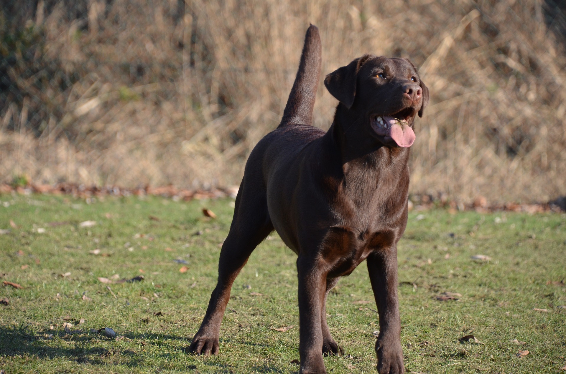 Der Labrador Retriever liebt die Arbeit mit Menschen und ist ideal als Retter, Betreuer, Helfer und sogar als Polizeispürhund.