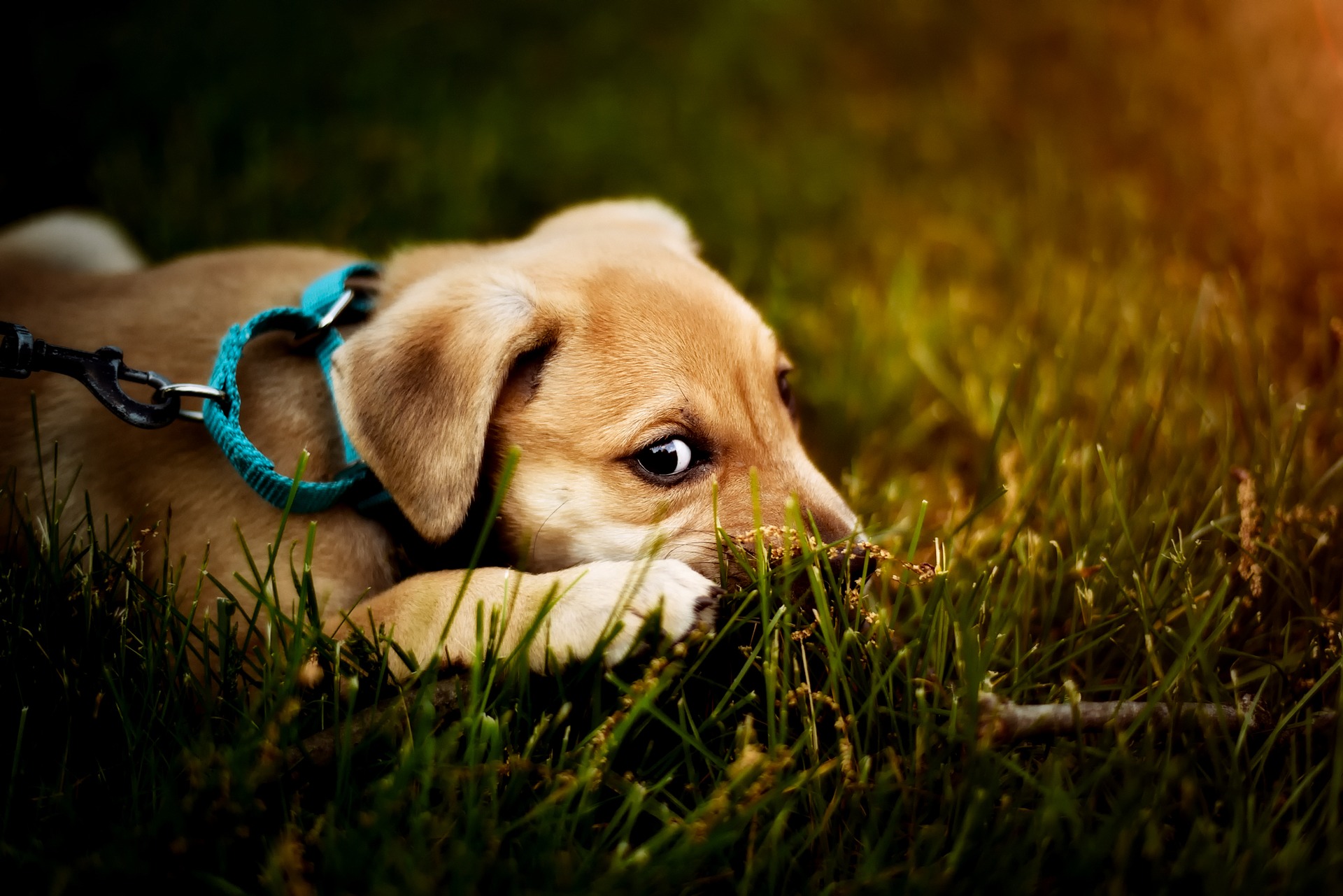 Erbrechen bei einem Hund sollte immer ein Signal für eine genauere Beobachtung des Verhaltens und der Gesundheit des Hundes sein. Bei Welpen und älteren Hunden ist ein sofortiger Besuch beim Tierarzt unerlässlich.