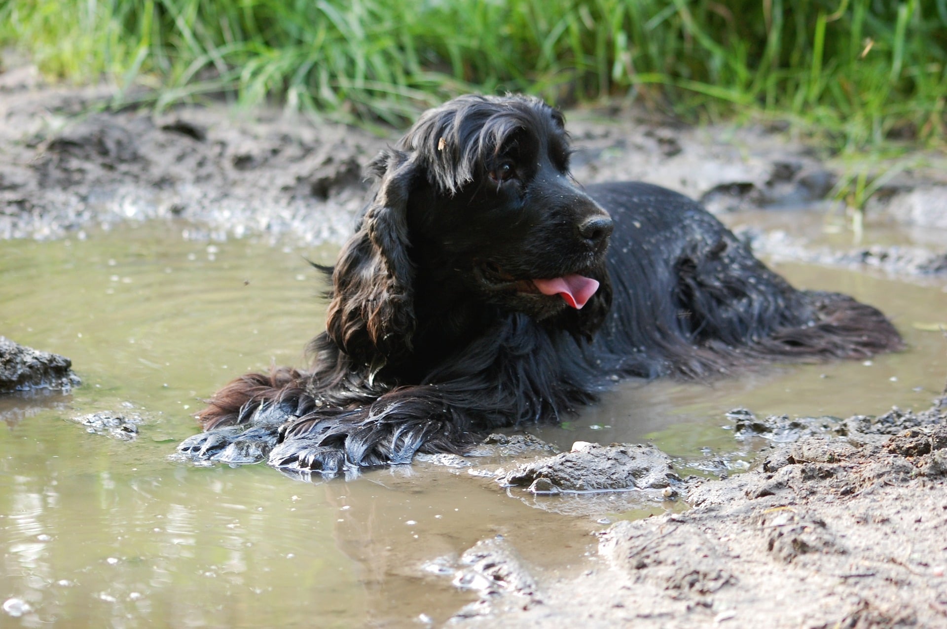 Hautkrankheiten bei Hunden können bakteriell, parasitär oder durch Vernachlässigung - mangelndes Baden, Kämmen - bedingt sein.