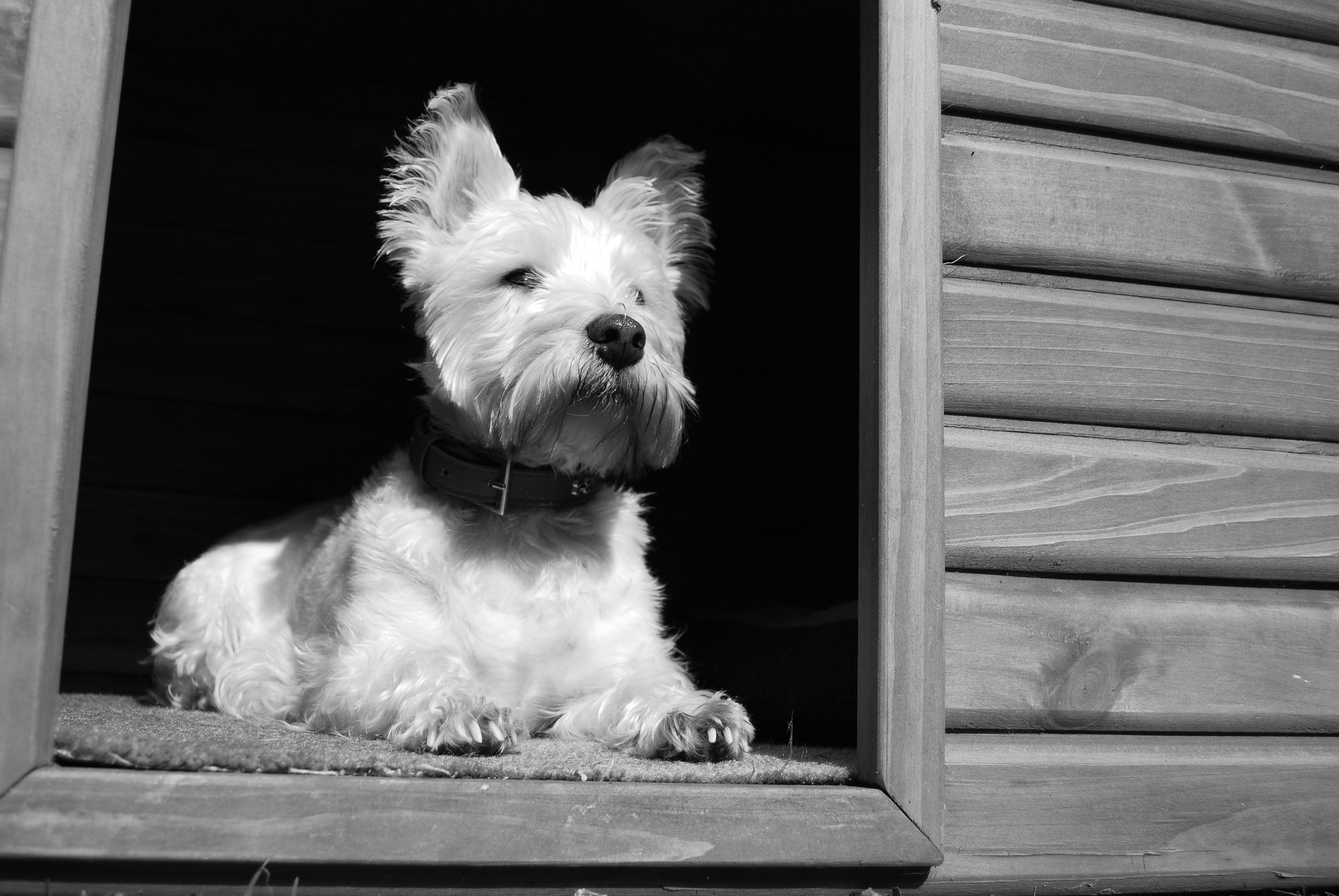 Wenn Ihr Hund das Haus draußen bewachen soll, muss es trocken und warm gehalten werden. Die Abmessungen des Zwingers müssen an die Größe des Tieres angepasst werden, damit es sich darin frei bewegen und drehen kann.