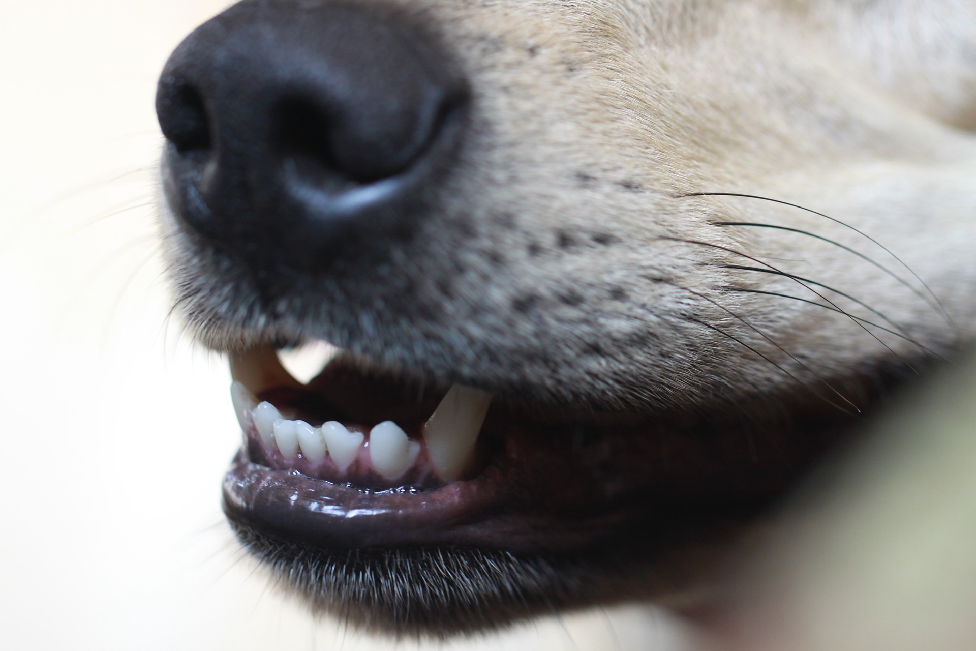 Sie können mit der Aggression des Hundes umgehen, aber dies erfordert unser Engagement und viel Arbeit. In den schwersten Fällen sollten Sie einen Behavioristen konsultieren.