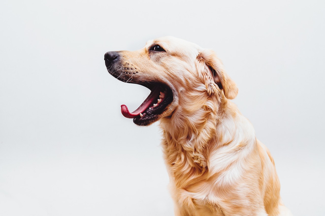 Der Keks Golden Retriever gähnt. Goldens möchten mit vielen Attraktionen versehen werden.