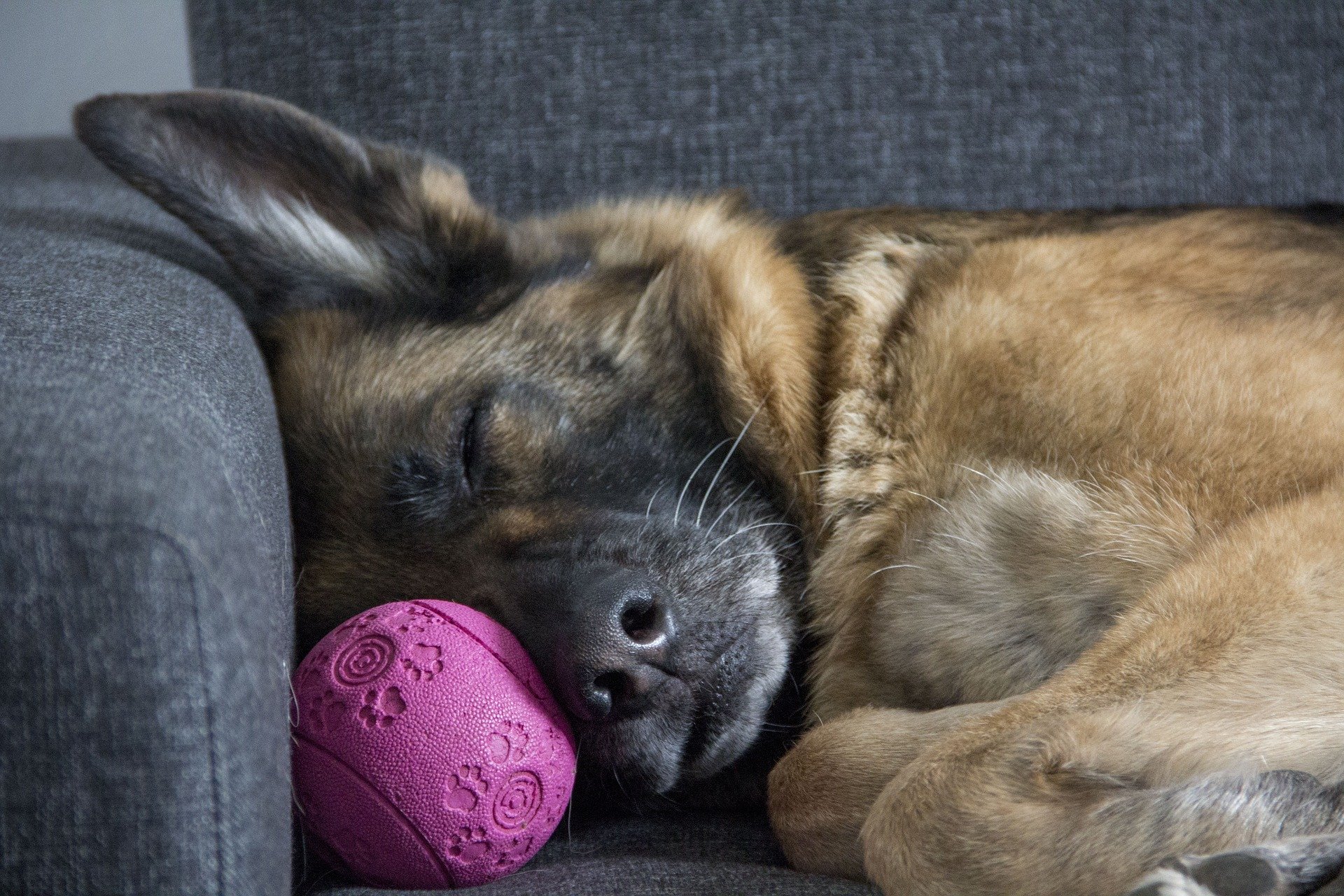 Der Deutsche Schäferhund ist eine sehr beliebte Hunderasse, die sich sehr gerne im Freien bewegt. Sie sind gesellig und loyal.