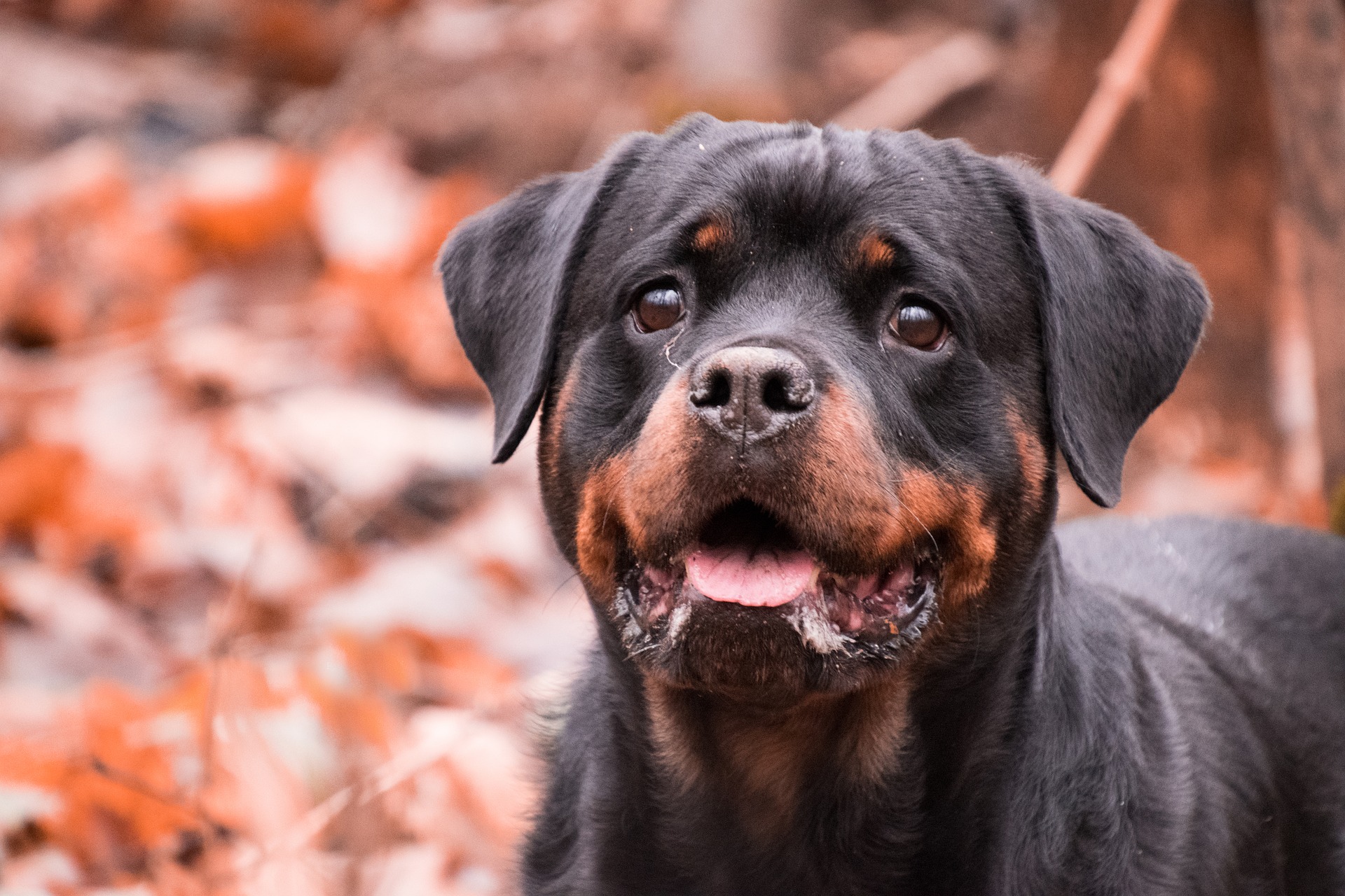 Rottweiler haben eine Veranlagung für Gelenkerkrankungen, insbesondere für Gelenkdysplasie. Es ist nicht vorhersehbar, wann die Krankheit ausbricht, aber man kann versuchen, ihr durch eine angemessene Ernährung und viel Bewegung vorzubeugen.