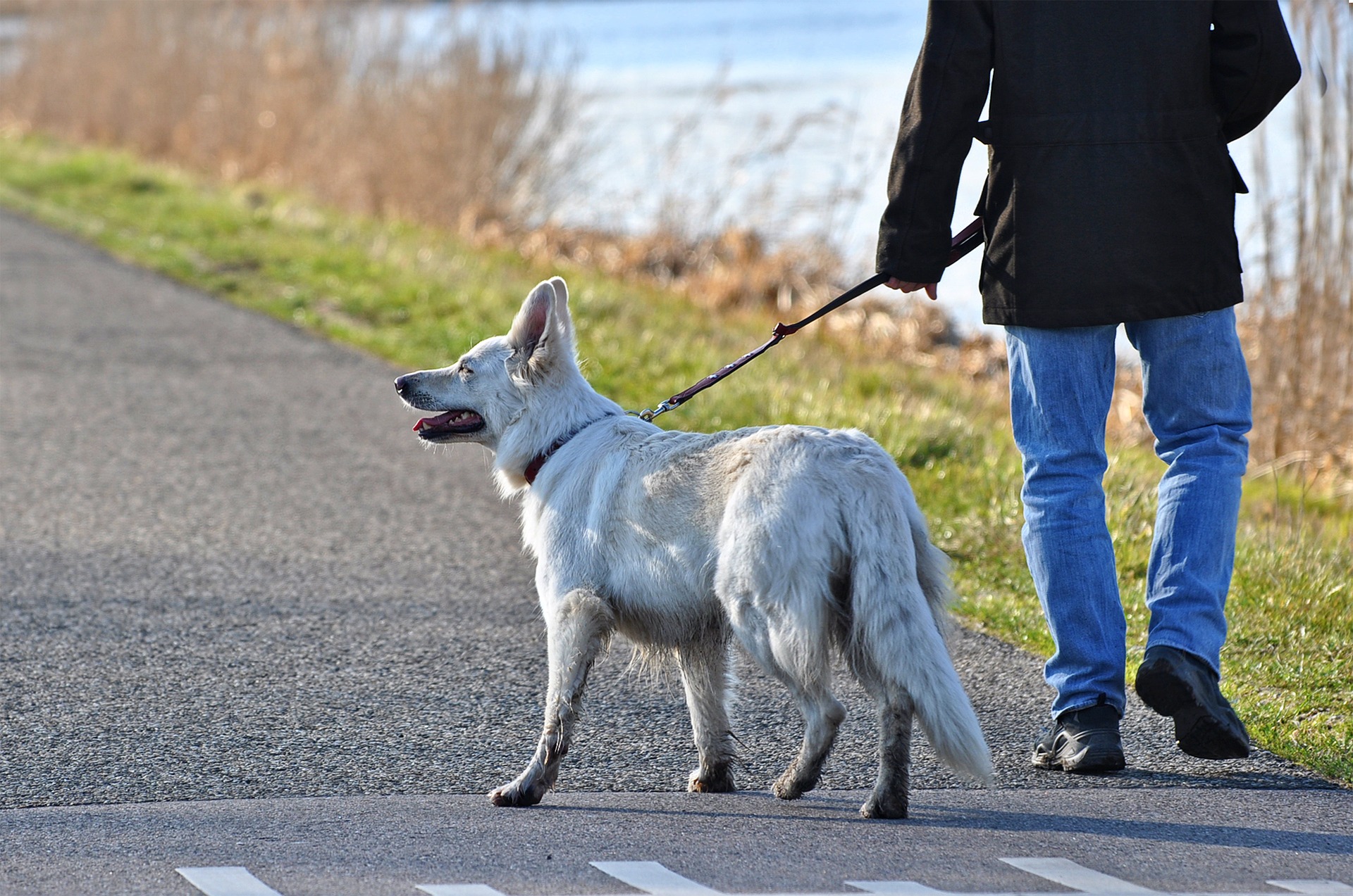 Eine der Ursachen für das Erbrechen eines Hundes nach einem Spaziergang ist das Fressen von Dingen, die er auf der Straße oder im Gras findet. Sie dürfen nicht zulassen, dass Ihr Hund sich so verhält. Richtiges Training und, als letztes Mittel, ein Maulkorb helfen, solche Situationen zu minimieren.