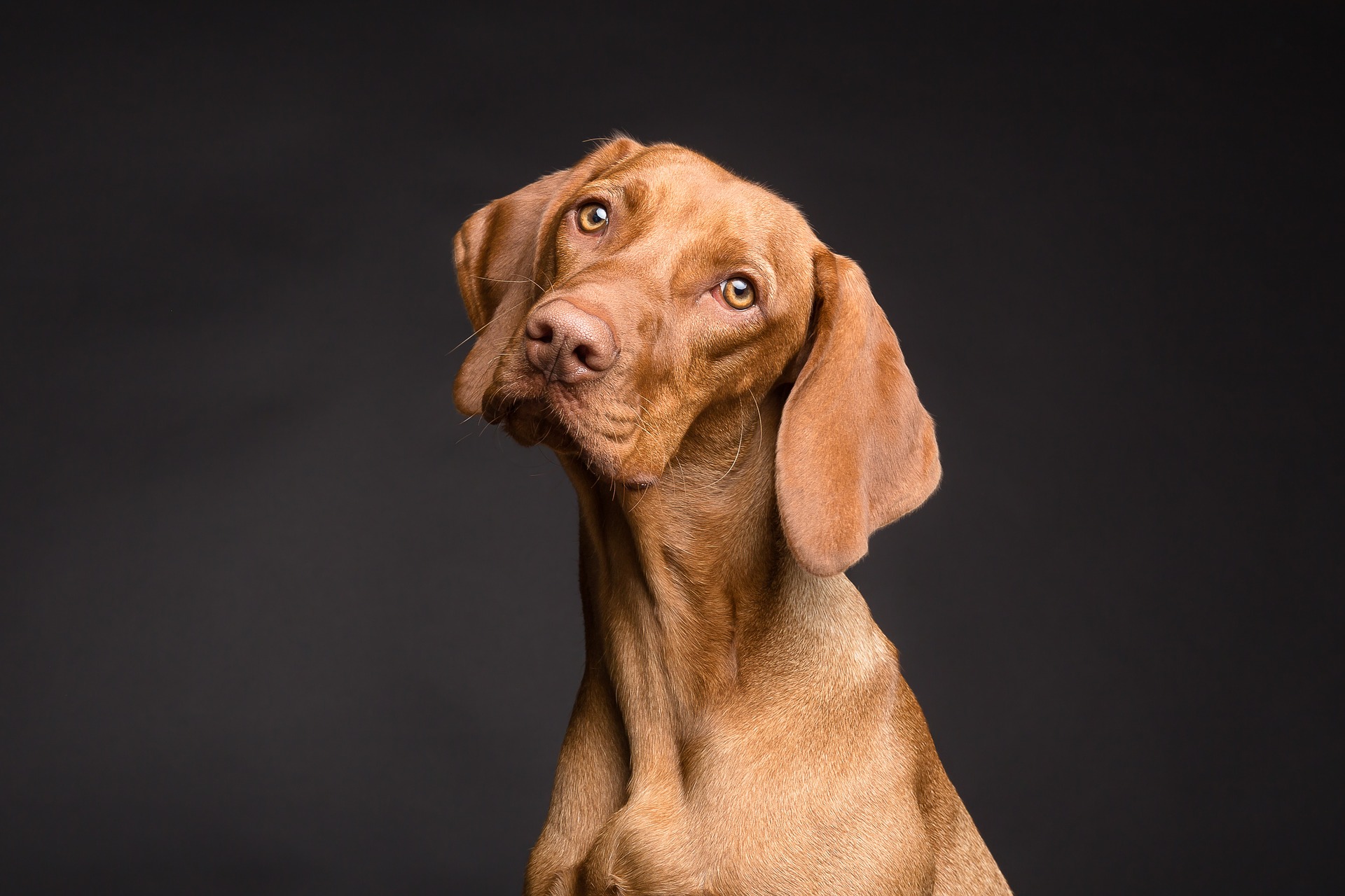 Hundegeheul ist oft ein Signal für die Trennungsangst eines Hundes und verschlimmert sich, wenn seine Besitzer nicht zu Hause sind.