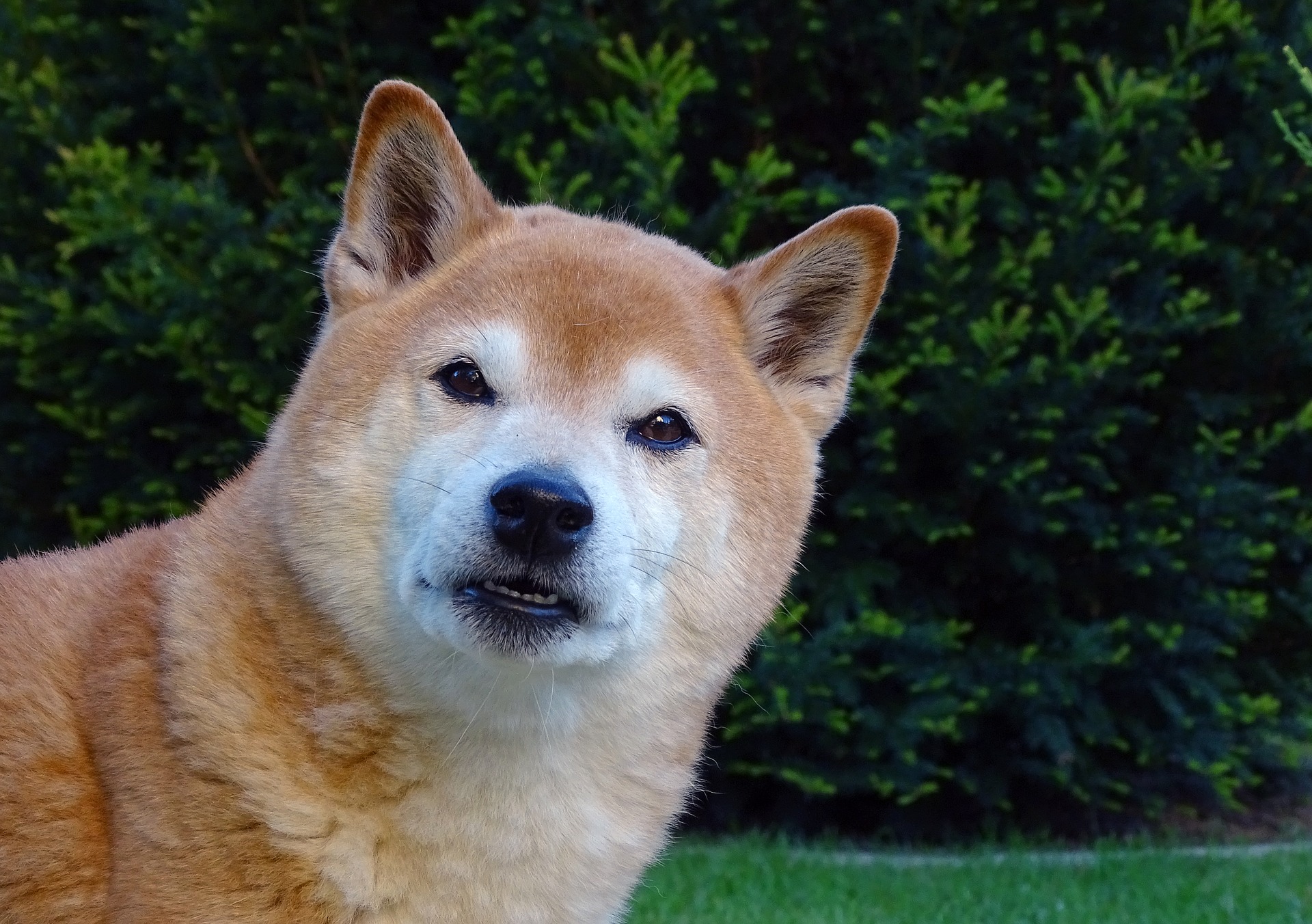 Shiba inu sind Hunde mit einem ausgeprägten Jagdinstinkt. Sie eignen sich nicht für Häuser, in denen bereits andere, kleinere Tiere leben - sie könnten zur potenziellen Shiba-Beute werden.