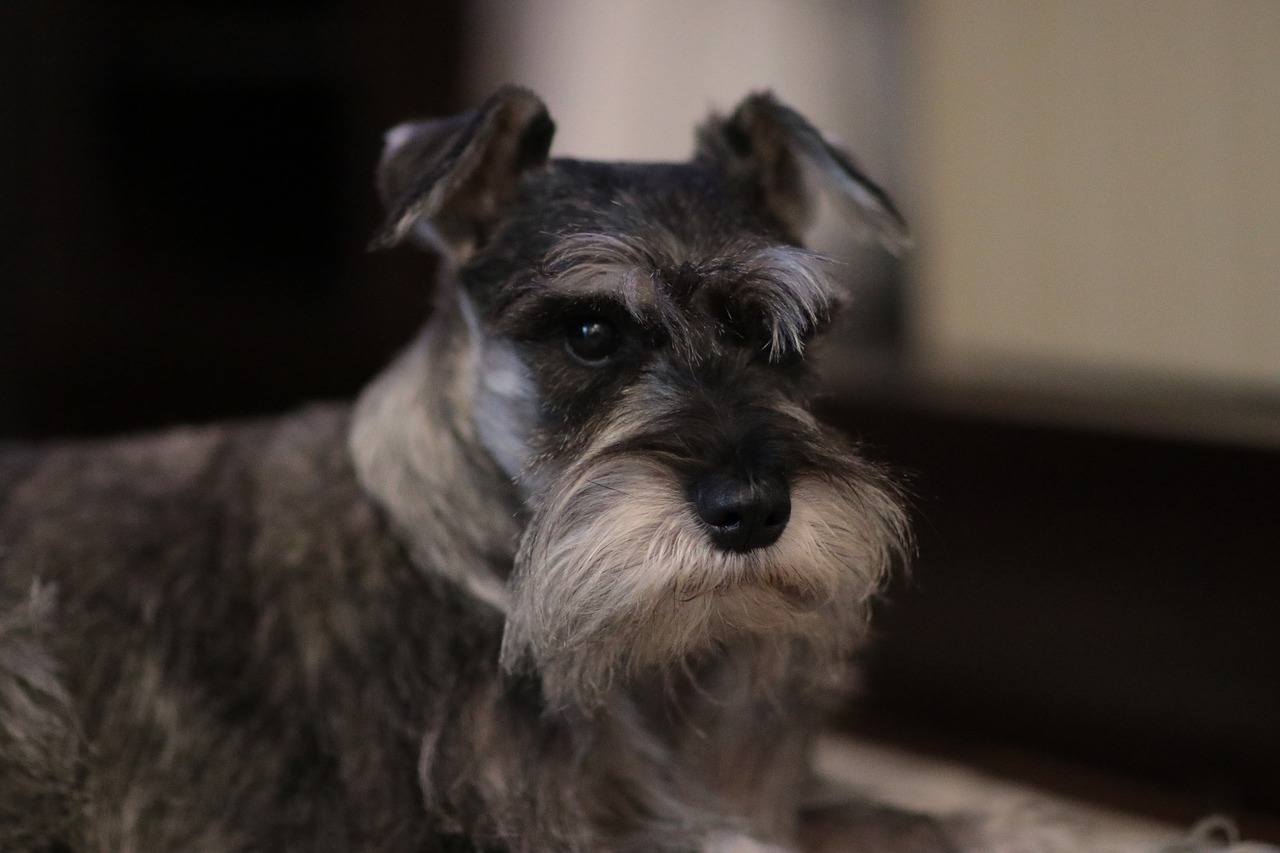 Ein rasierter erwachsener Schnauzer mit Salz- und Pfeffersalbe. Charakteristisch für Schnauzer sind ein Spitzbart und lange Augenbrauen.