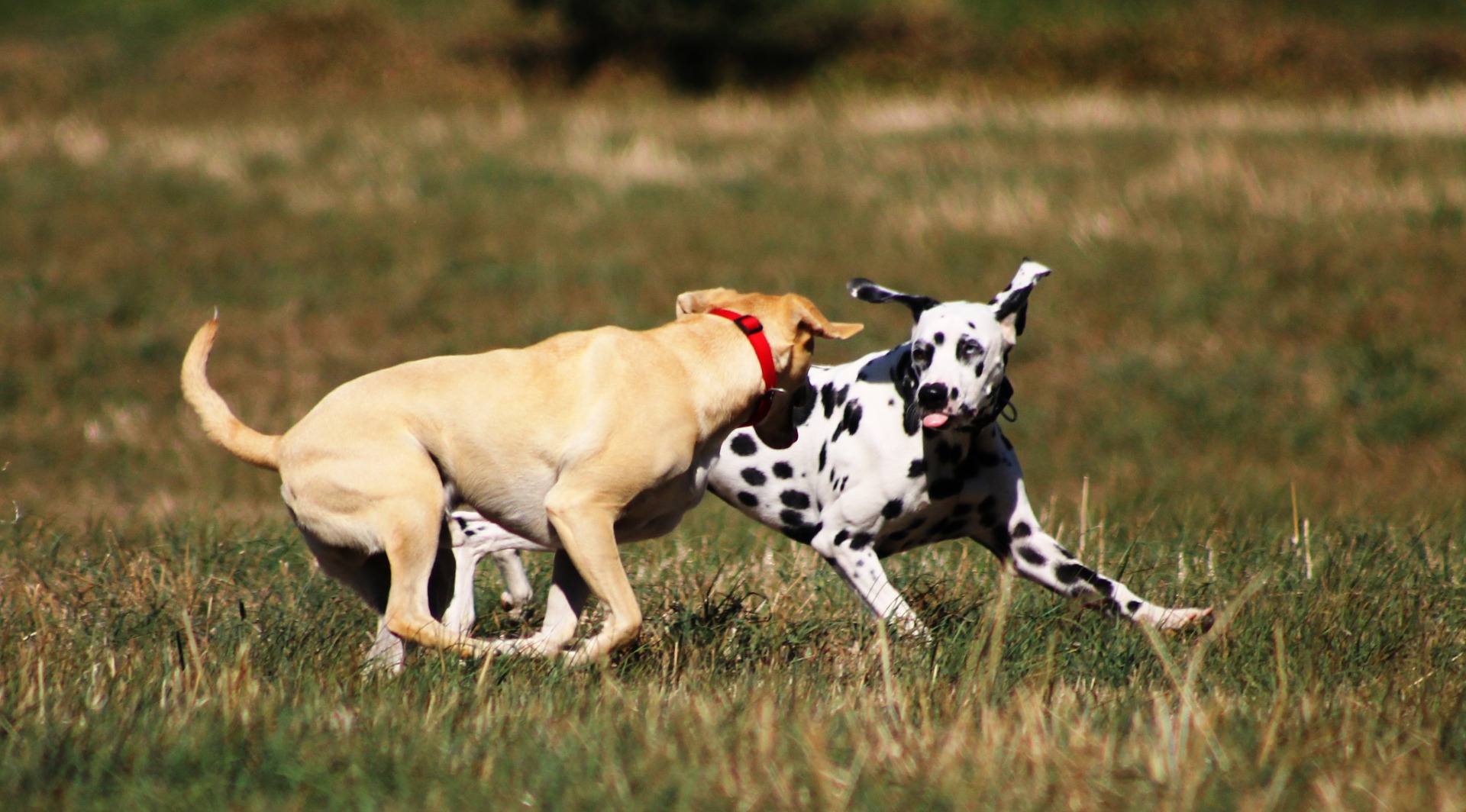 Das Hotel für Hunde bietet professionelle Betreuung für Tiere, deren Besitzer für einige Zeit gehen müssen und bei denen niemand ihr Haustier zurücklassen kann.