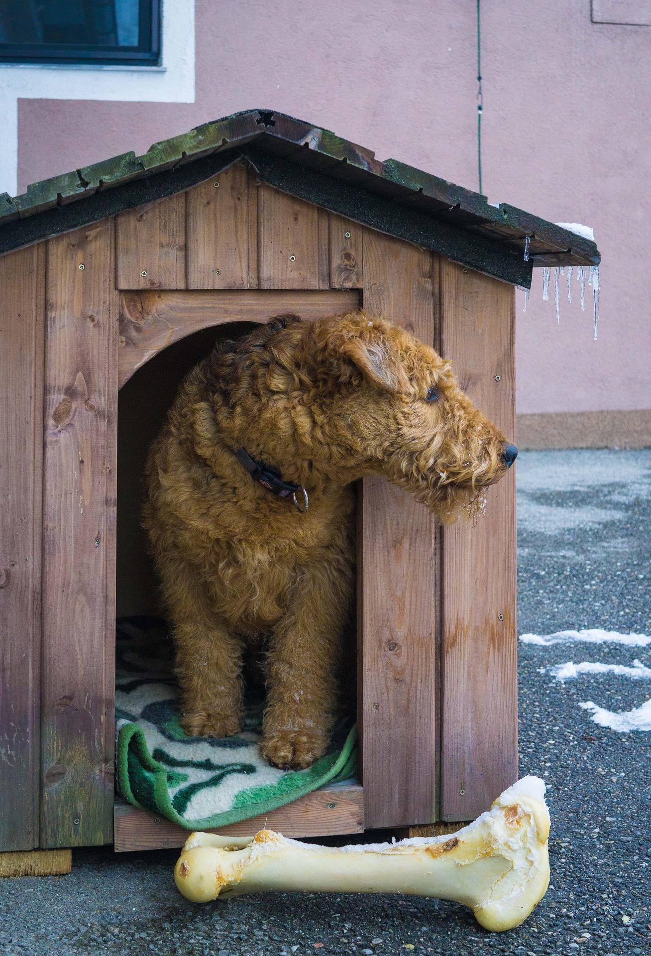 Womit kann man sonst noch eine Hundehütte auskleiden? Traditionelle Lösungen eignen sich auch gut - Heu für kleinere Hunde oder Stroh für größere Hunde. Es kann auch Decken oder Matten geben, diese sollten jedoch häufig überprüft und ausgetauscht werden, da sie leicht Feuchtigkeit aufnehmen und den Hund kühlen, anstatt ihn zu erhitzen.