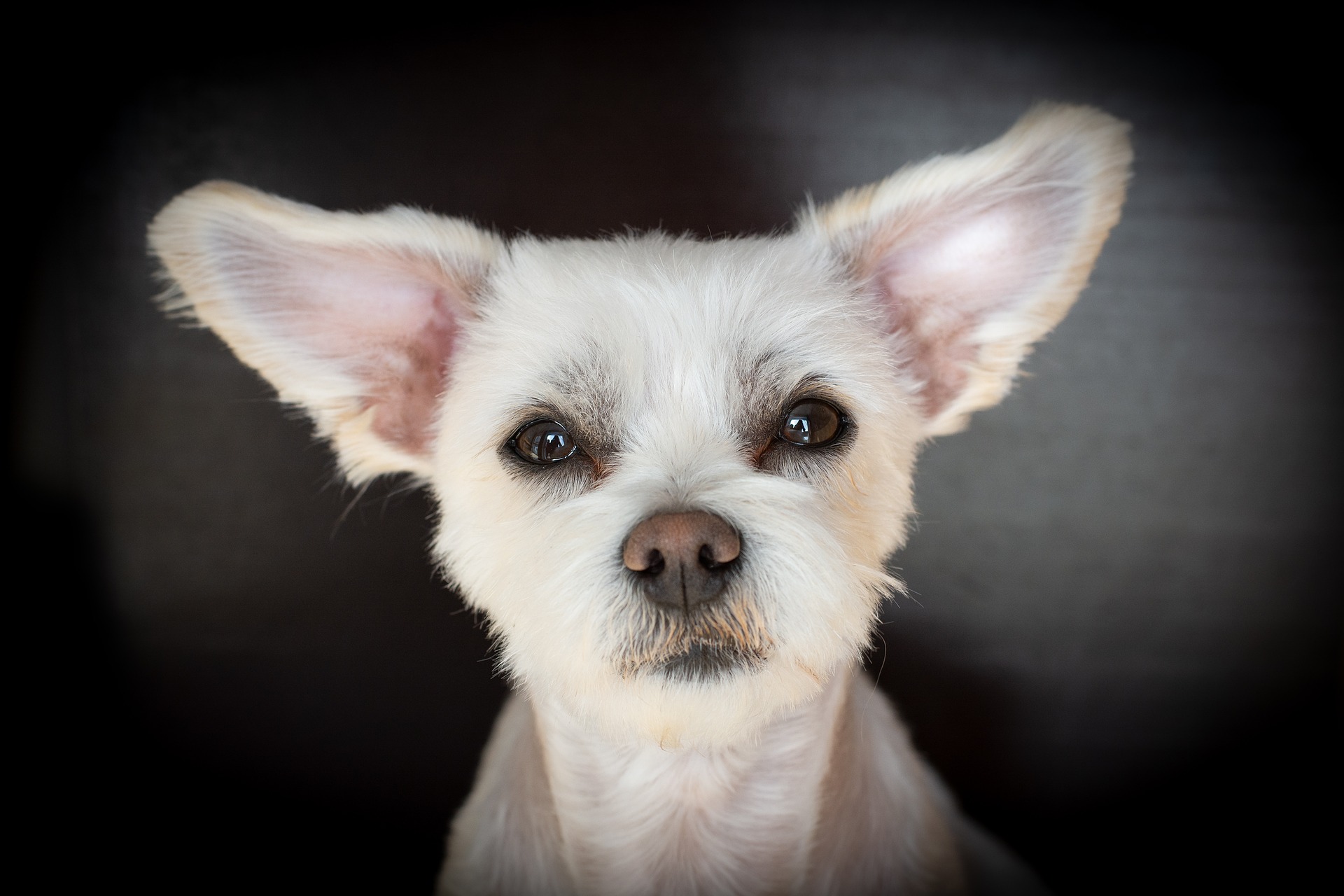 Die Pflege von Hunden sollte nur von Personen durchgeführt werden, die sich mit diesem Thema auskennen und es beherrschen.