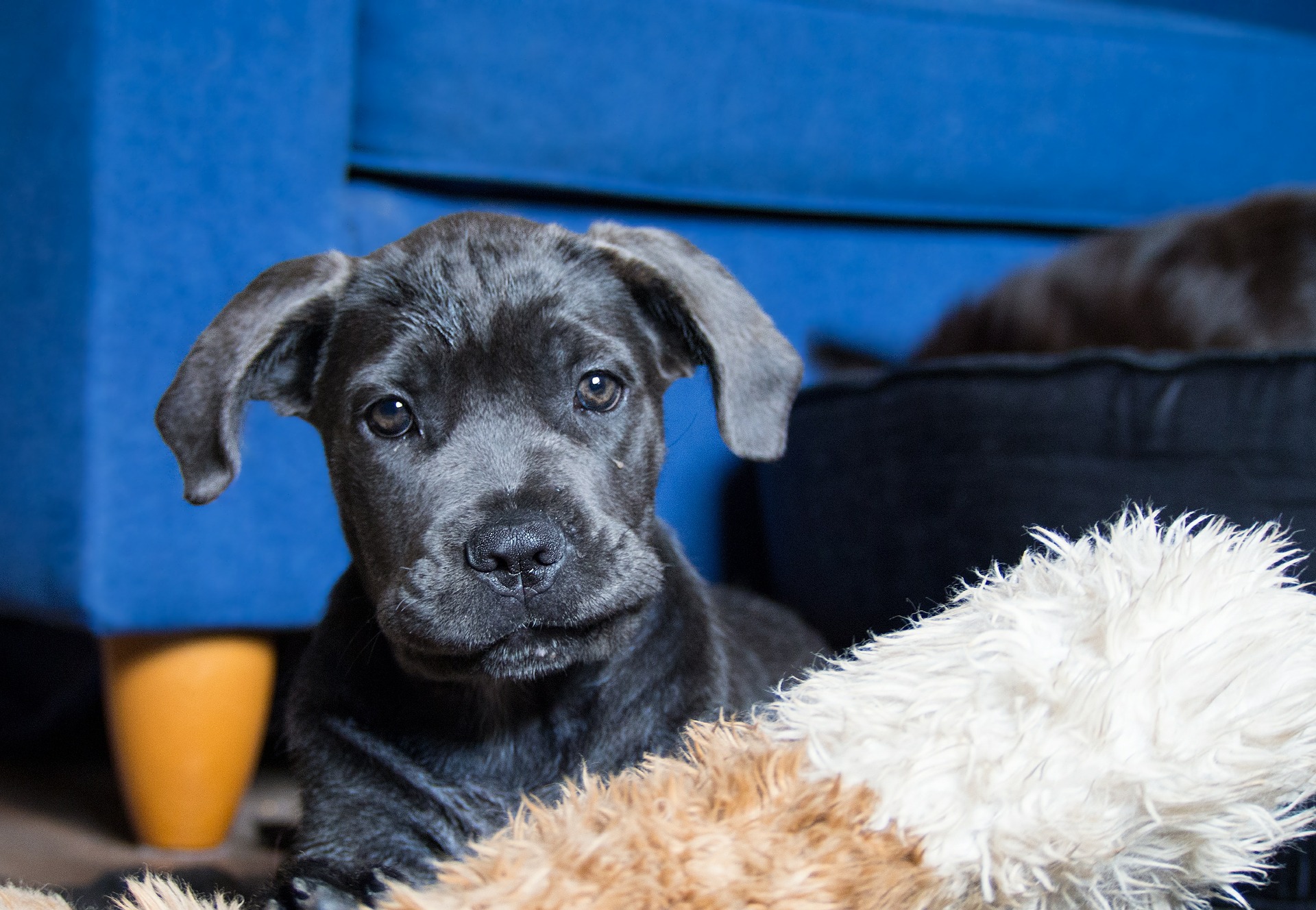 Cane Corso wird für Familien empfohlen, die in Häusern mit Garten leben. Diese Hunde lieben Outdoor-Aktivitäten und Laufen.