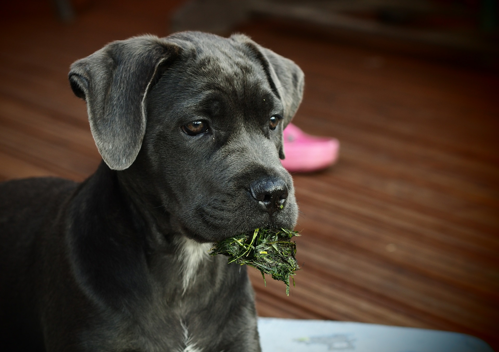 Der Cane Corso ist trotz seiner großen Körpergröße ein sehr sanfter Hund und an einen Wächter gebunden. Es dauert jedoch einige Zeit, um Menschen zu vertrauen.